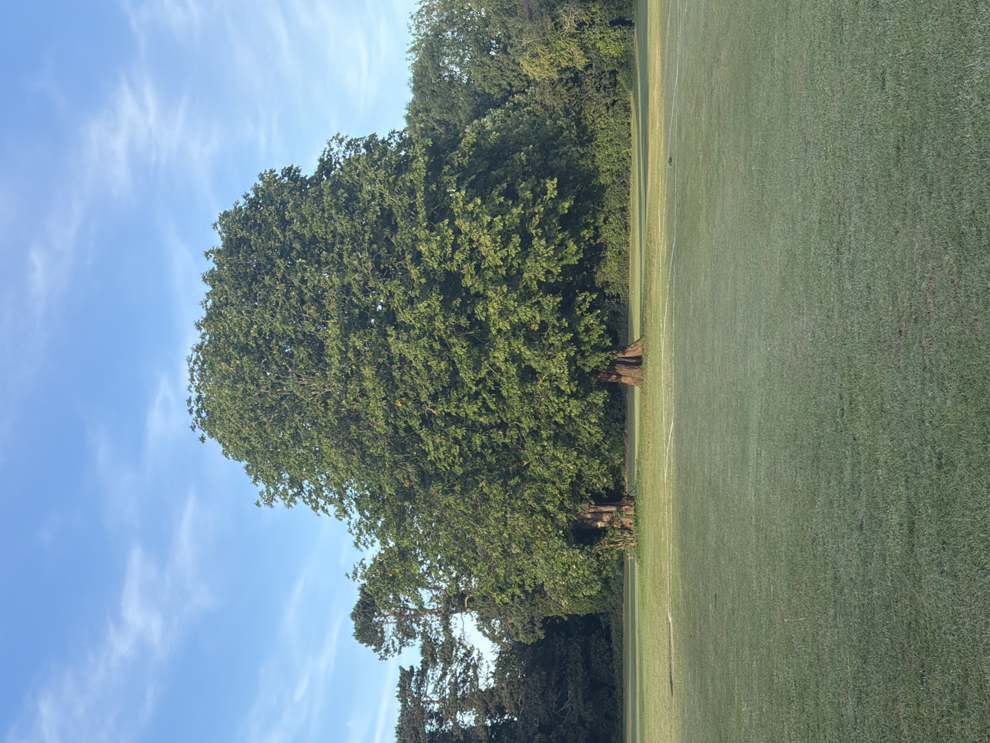 The image displays a wide-angle outdoor scene depicting a large, open green space under a clear blue sky. In the foreground and midground, a vast expanse of short, manicured grass dominates the lower two-thirds of the frame. Faint white lines, consistent with a sports pitch, are visible on the grass. Two mature deciduous trees stand prominently in the midground; the larger tree, centrally positioned to the right, features a thick trunk and a full, rounded canopy of dense green leaves. To its left, a slightly smaller tree is visible with a dark, textured trunk and green foliage. A dense line of dark green trees and shrubs forms a natural border across the background. The upper portion of the image shows a bright blue sky with sparse, wispy white clouds. The scene is illuminated by natural daylight, suggesting either morning or late afternoon. No human figures, animals, or artificial structures are present. This parkland or recreational area is located in Maidstone, United Kingdom.