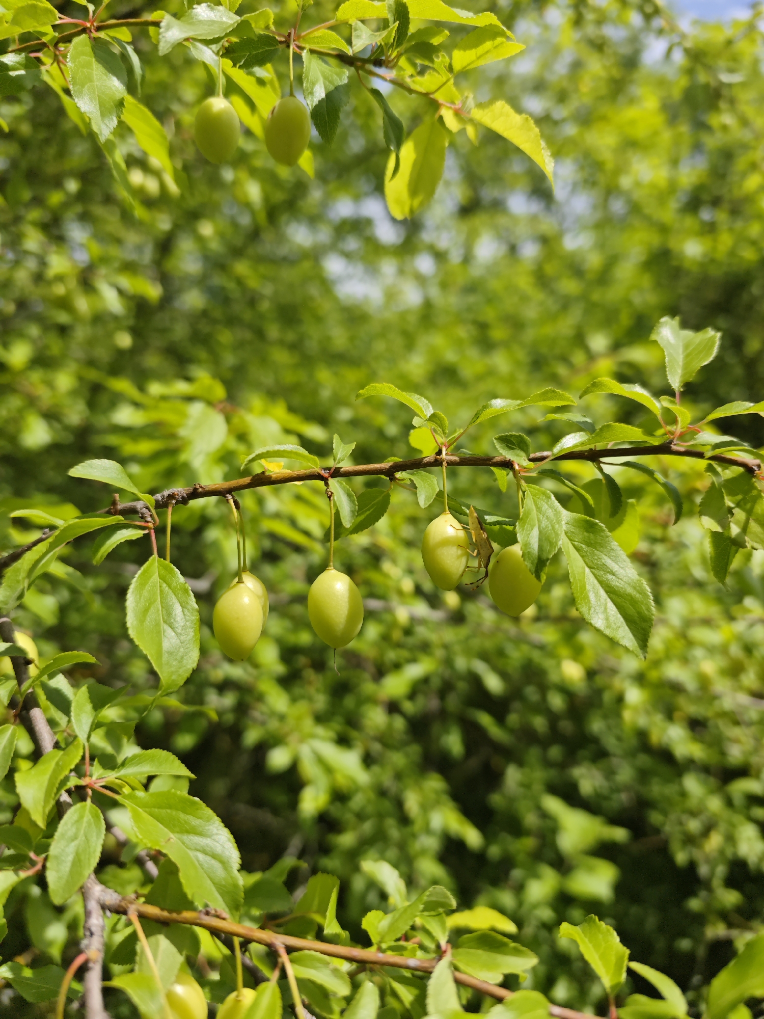 The image depicts a close-up view of a tree branch laden with unripe green plums. The branch is in focus, and the plums hang delicately among the vibrant green leaves. The background is a blur of similar foliage, suggesting a dense orchard or forest setting. No people are visible in the scene. The environment appears to be outdoors in natural lighting. The location in the city of Svobody, Russia, is not discernible from the image.