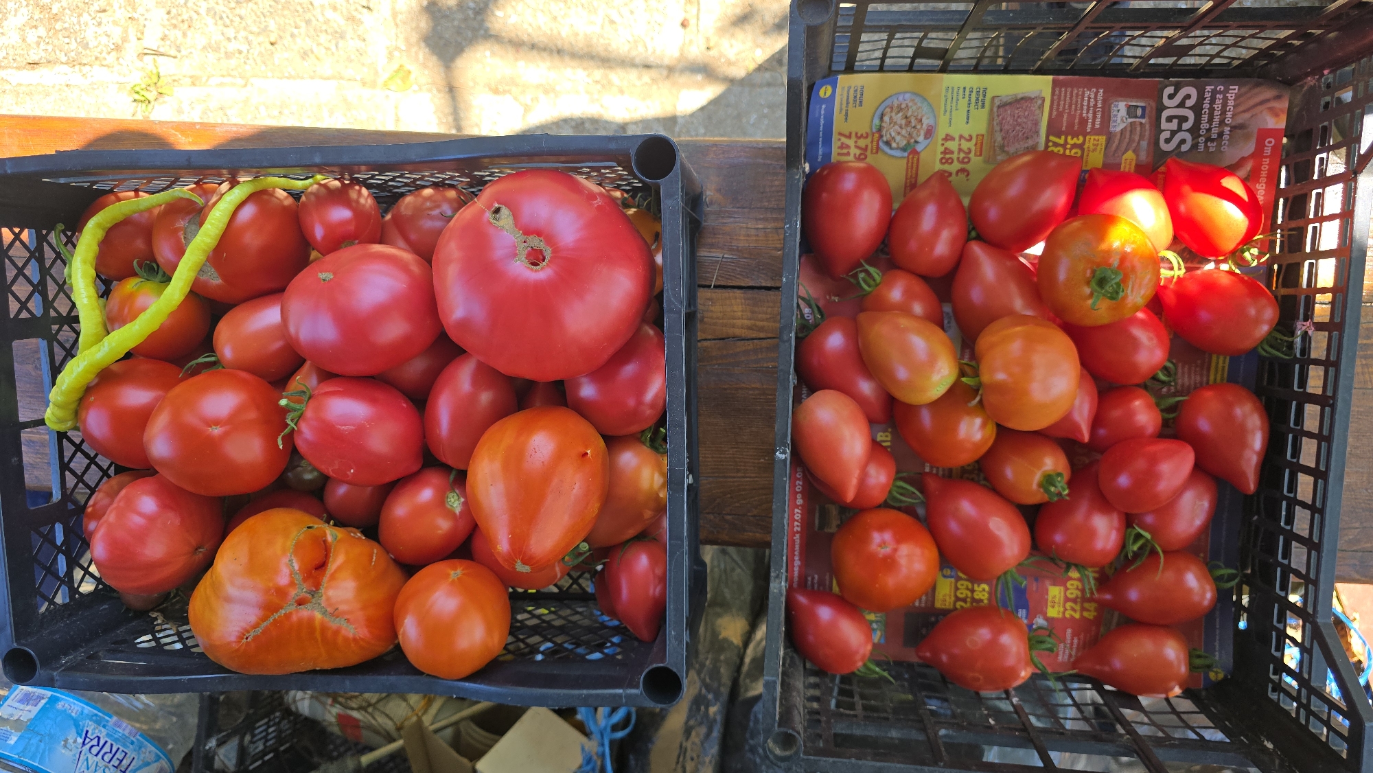 In Ravadinovo, Bulgaria, two black plastic crates are filled with ripe tomatoes and one green pepper. The crates are placed on a wooden surface, possibly a table, and the scene is outdoors, with sunlight casting shadows. The upper crate contains a variety of red and orange tomatoes, with one large, unusually shaped tomato on the left. A single bright green pepper coils over the top of the tomatoes. The lower crate is filled with red tomatoes of various shapes and sizes, and it rests on a background of what appears to be a newspaper or magazine. The tomatoes are the primary subject, presented in a rustic, abundant display.