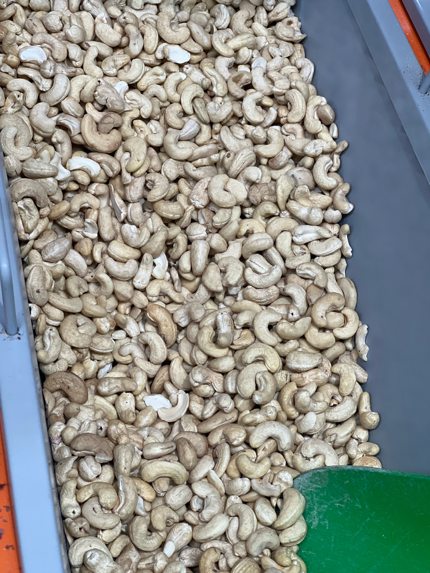 A large quantity of raw cashews are piled inside a grey bin, which appears to be part of a market stall in the city of Osh, Kyrgyzstan. The cashews are light brown to cream-colored, with a few showing darker shades. The bin is filled to the brim with the nuts, and a portion of a bright green plastic scoop is visible at the bottom right. The bin is bordered by a light grey metal frame on the left and a darker grey plastic interior. Orange shelving is visible in the background to the left, suggesting a retail or storage environment. The image is taken from a top-down perspective, with no people or animals present.