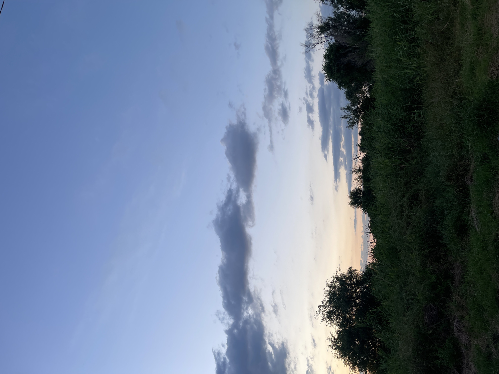 The image depicts a natural landscape at dusk, with a clear sky transitioning from pale blue at the top to warmer hues near the horizon. Scattered clouds, ranging from light wisps to darker, more defined formations, are visible against the sky. The lower portion of the image is dominated by dense green vegetation, including tall grasses and the dark silhouettes of trees. The scene appears to be an outdoor, undeveloped area, possibly a field or meadow on the outskirts of a settlement. There are no people or man-made structures immediately apparent in the frame. The lighting suggests a time shortly after sunset.