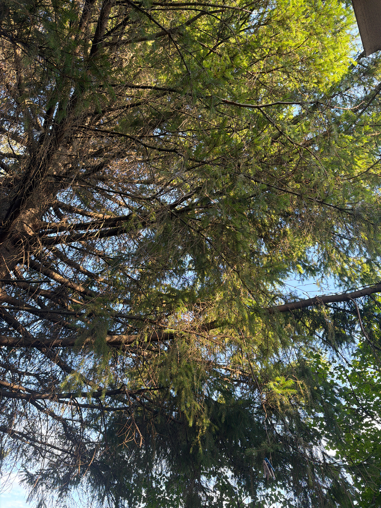 The image shows a dense canopy of coniferous tree branches against a bright blue sky, with some sunlight filtering through the needles. The branches are a mix of green and brown, with many thin, dead-looking twigs interspersed among the live foliage. The overall impression is one of an old, possibly overgrown, tree. There are no people or animals visible in the image. The context of Umyot, Russia, is not visually discernible from the image itself.