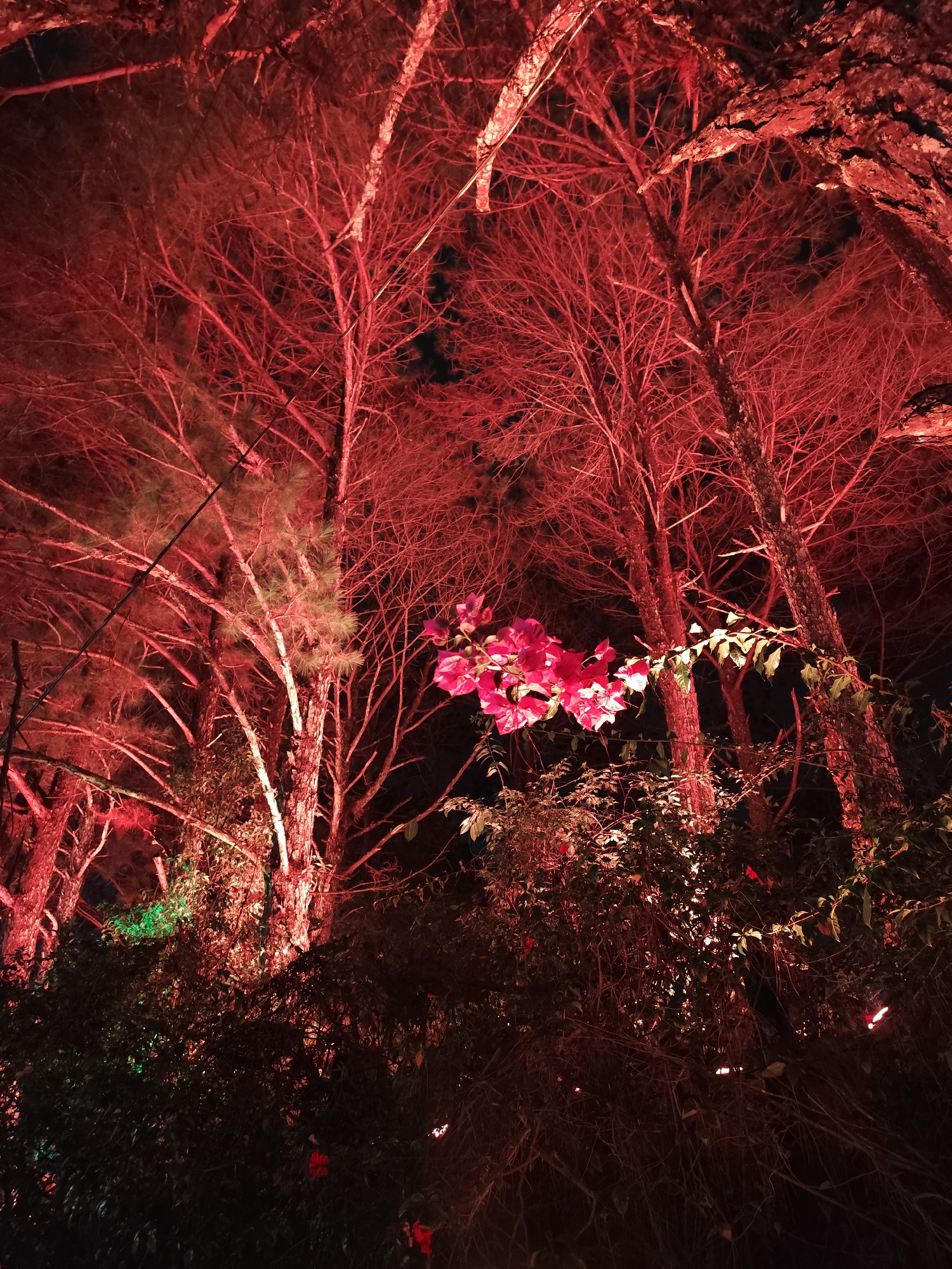 This media file captures a dramatic nighttime scene, likely in an illuminated garden or park in Da Lat, Vietnam. The dominant subjects are several tall trees, possibly pines, whose branches and needle clusters are intensely illuminated from below with red light, giving them an ethereal, fiery appearance against the dark, black sky. Their intricate branch structures are starkly highlighted by the vivid red glow.
In the mid-ground, slightly to the right of the center, a cluster of vibrant pink bougainvillea flowers stands out, also brightly lit. The delicate petals and a few green leaves are clearly visible, contrasting with the more widespread red illumination. Below the trees and flowers, dense bushes and foliage occupy the foreground and lower portions of the image. These also catch the red light, and in some areas, particularly towards the lower left, hints of green artificial lighting are visible, adding depth to the scene.
The time of day is clearly night, with the artificial red and sporadic green lighting providing the sole illumination. There is no discernible weather event; the clear dark sky allows the lights to be highly effective. The overall impression is one of striking beauty and an almost mystical atmosphere created by the unusual color palette and dramatic lighting. No specific activity or event is taking place; it is a static landscape shot. There is no visible text in the image.