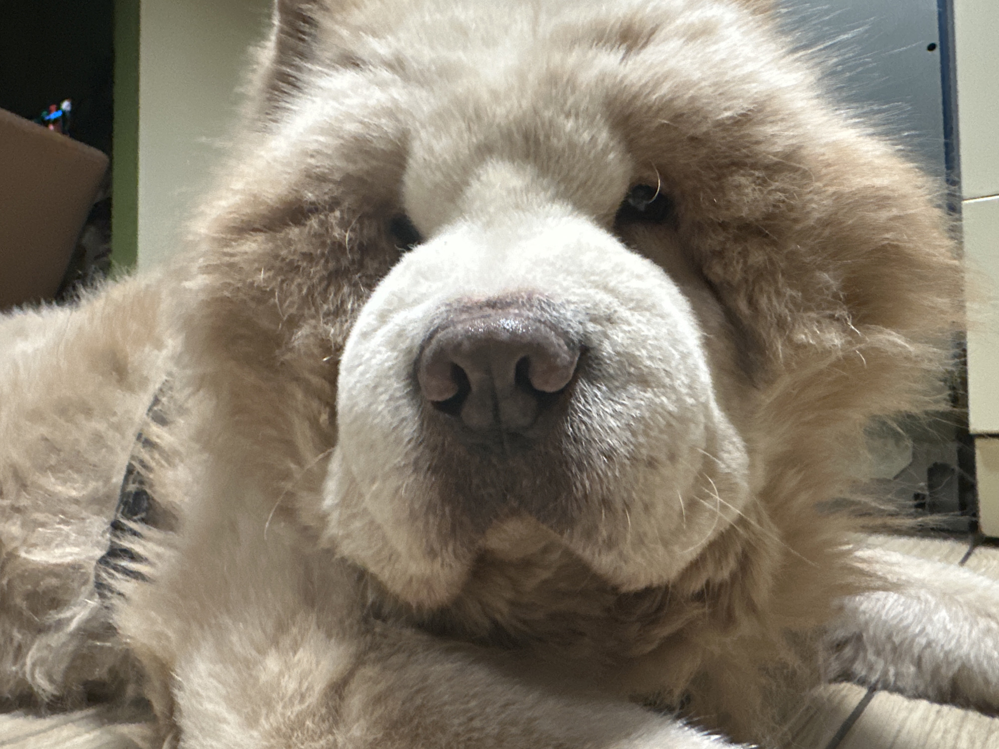 A close-up shot focuses on the face of a light brown, fluffy dog, possibly a Chow Chow or similar breed. The dog's face fills the frame, with its large, wet nose prominently displayed. Its eyes are partially visible amidst the fur. The background is slightly blurred, showing a wooden floor and sections of a wall or furniture. The scene does not provide details to conclusively place it in Sadievo, Bulgaria. There are no people visible in the frame, and the primary subject is the dog.