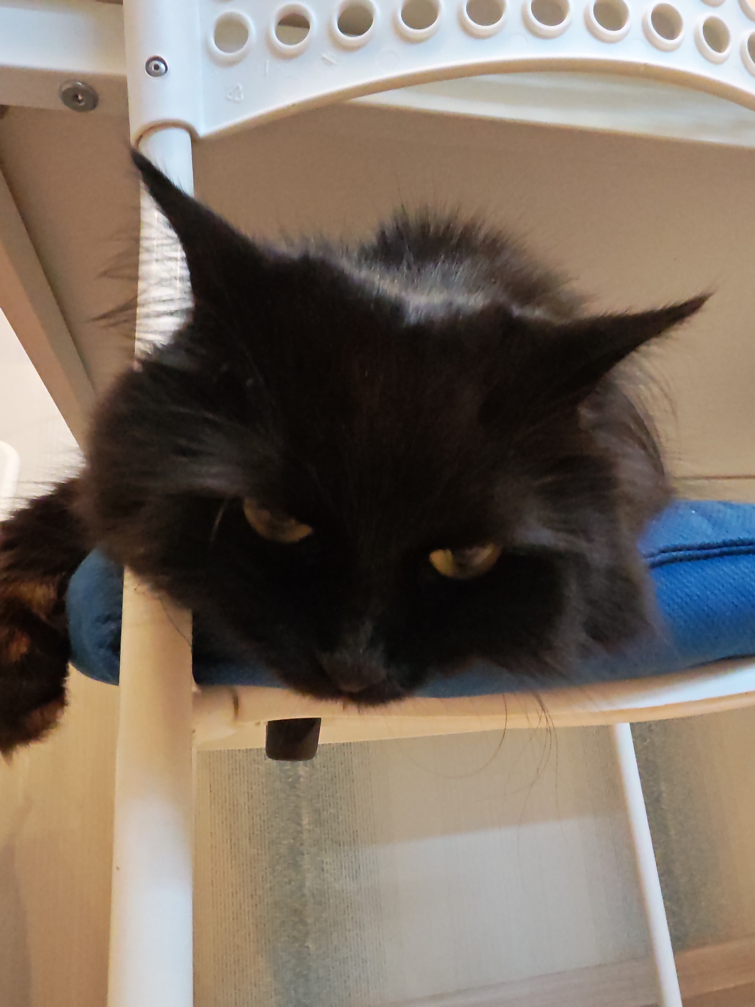 A black cat with long fur is lying on a blue cushion, with its head resting on the edge of a white structure. The cat's eyes are partially open and yellow. Its tail, which has some reddish-brown markings, hangs over the side of the cushion. The background appears to be an indoor setting with a wall and a floor. The white structure seems to be part of a piece of furniture or equipment, possibly a chair or a shelf, with a series of circular holes at the top. The lighting suggests an indoor environment, possibly during the day. The cat is the primary subject of the image.