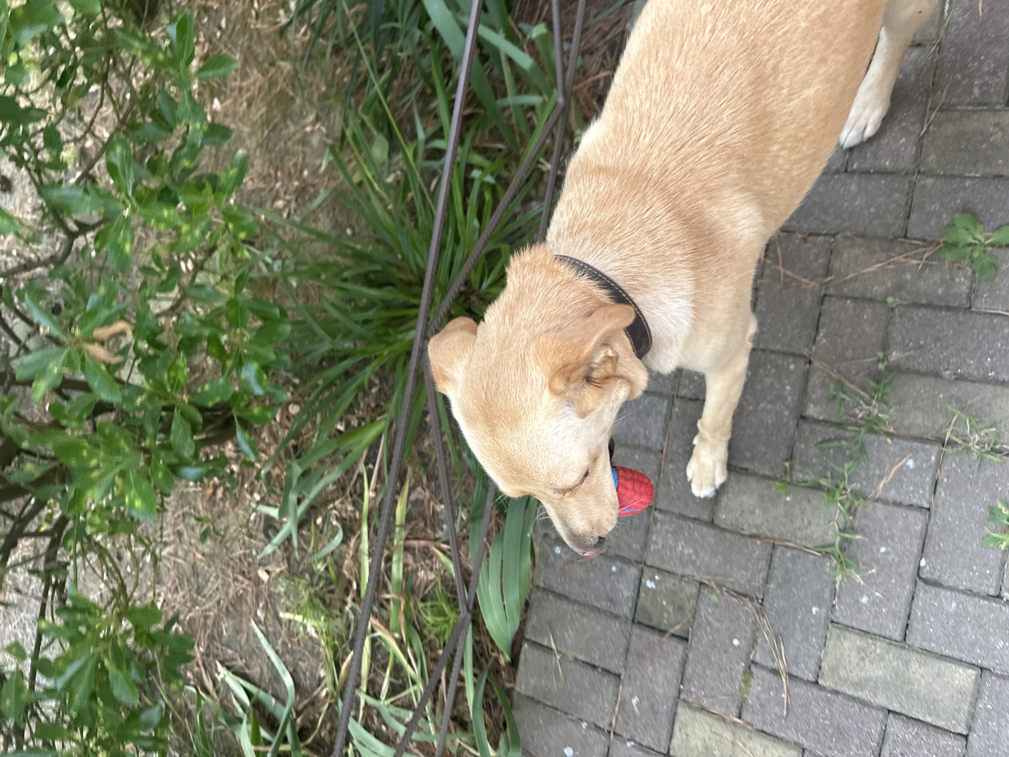 A light-colored dog with its head turned to the left is holding a red and blue ball in its mouth. The dog is standing on a paved walkway made of rectangular gray bricks. In the background, there are green bushes and a brown metal fence. The scene appears to be outdoors in a park or garden setting, possibly in Sochi, Russia, given the lush vegetation. The lighting suggests it is daytime.