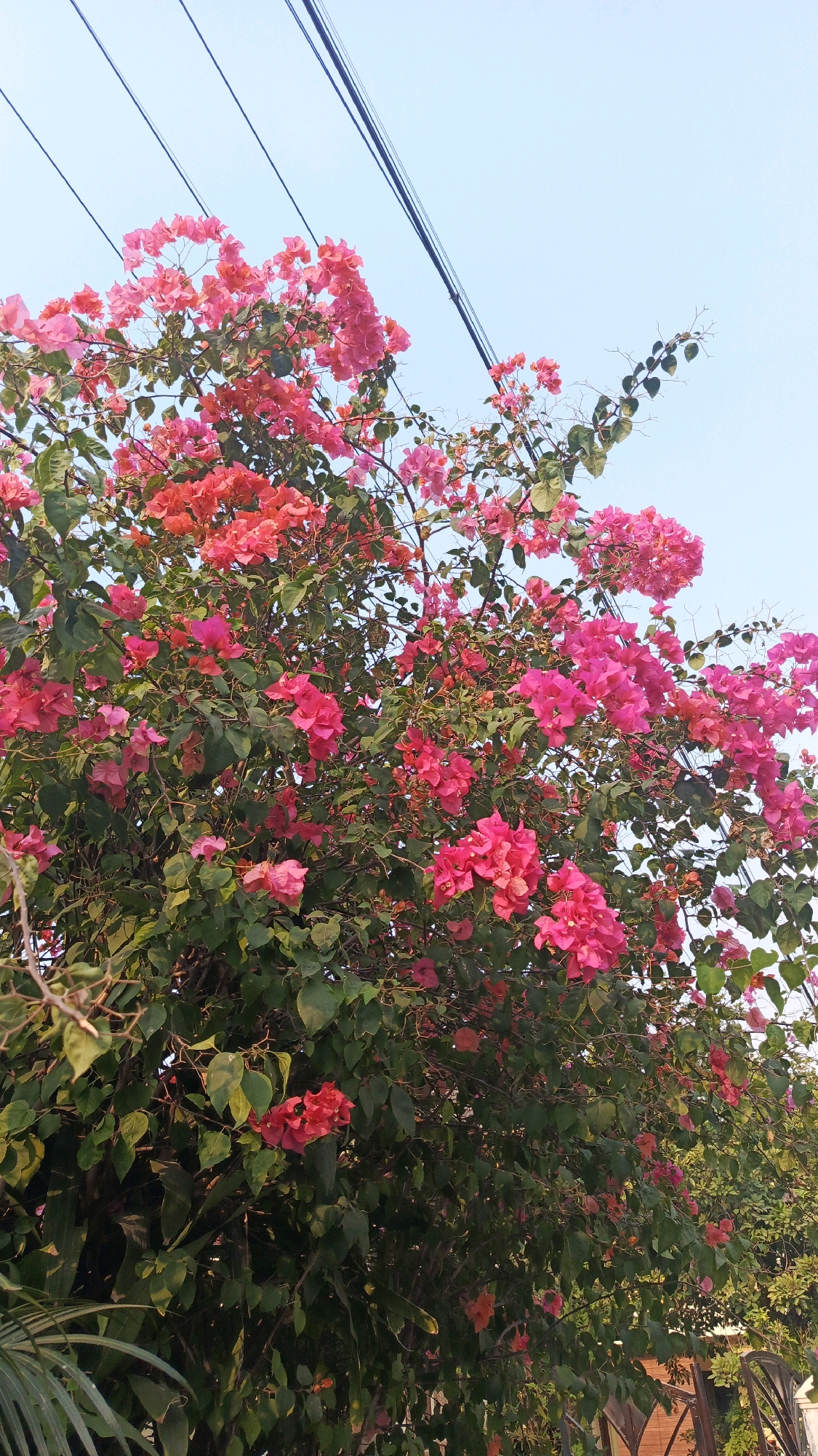 This image shows a close-up of a vibrant bougainvillea plant in Cekok, Indonesia. The plant is abundant with bright pink and coral-colored bracts (modified leaves that resemble petals) and green foliage. Several black electrical wires are visible in the upper portion of the frame, stretching across a pale blue sky. The lower part of the image shows hints of other greenery, a dark metal chair, and what appears to be a wooden fence, suggesting a residential or garden setting. No people are present in the scene.