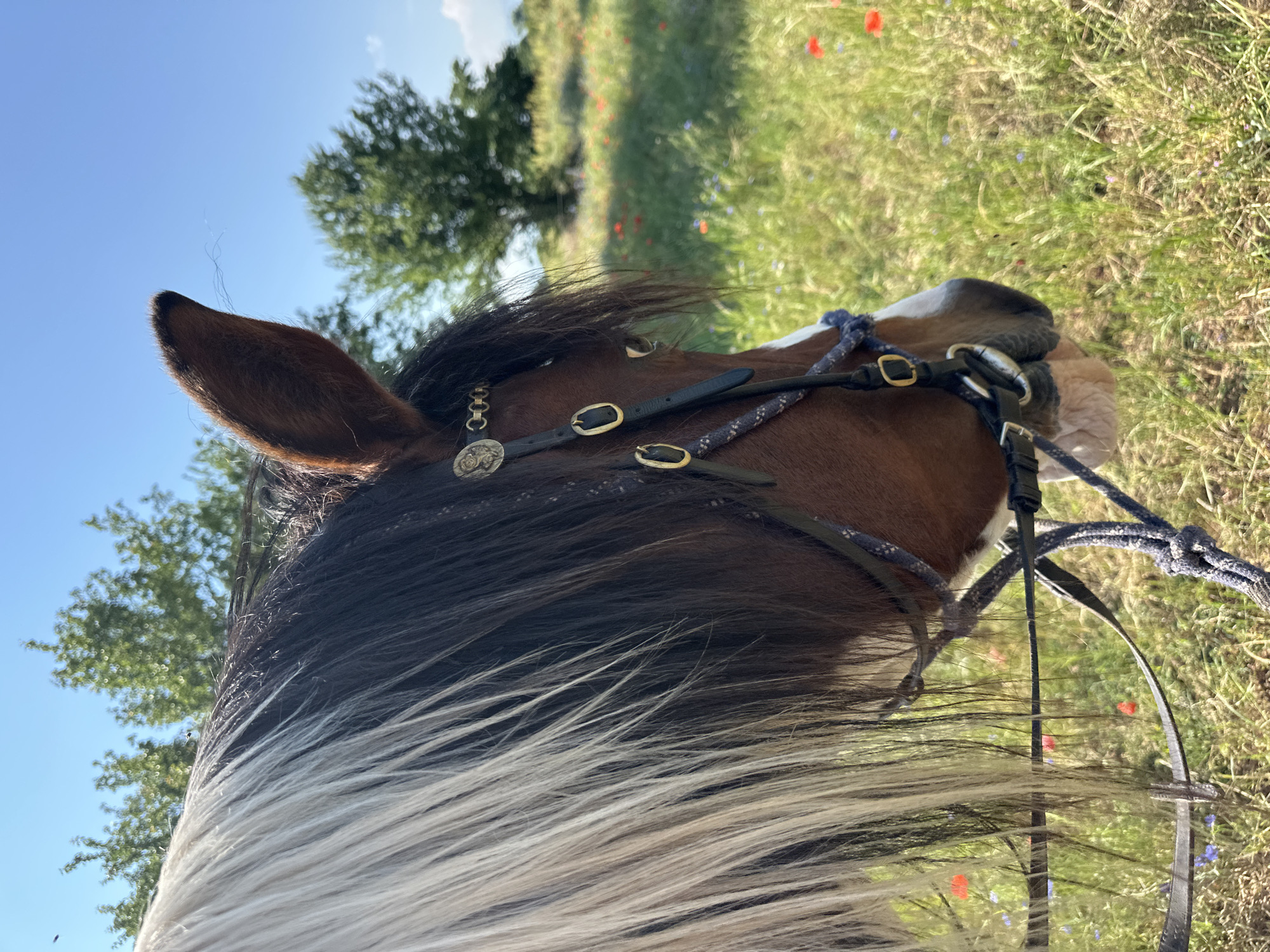 A close-up, side-profile medium shot captures the head of a brown horse in a field under a clear blue sky. The horse's mane is a striking mix of white and dark brown. It wears a black leather bridle adorned with gold-colored metal rings and a decorative chain with a circular emblem. The horse's right ear is visible, pointed upwards. The background features a grassy field dotted with red poppies and small blue flowers, with trees visible in the distance. The location is identified as Voynegovtsi, Bulgaria.