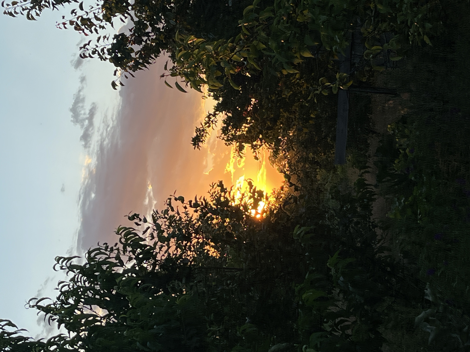 A sunset is visible through a gap in the trees. The sky is filled with orange and pink clouds, with patches of blue sky above. The sun is a bright orb peeking through the leaves. The foreground is filled with dark green foliage.