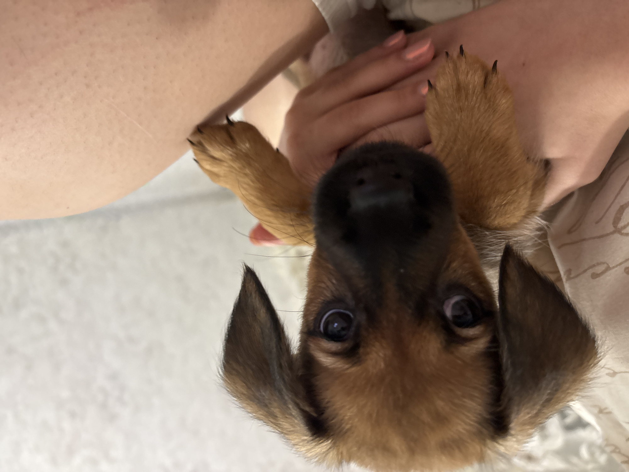 The image is oriented upside down, presenting a close-up, head-on view of a small brown and black puppy being held by a person. The puppy's face dominates the central frame, with its dark, wide, inquisitive eyes looking directly at the viewer. Its nose is black and slightly wet, and its floppy, dark brown ears frame its face.
The puppy's front paws, with visible dark claws, are held gently by human hands. The person's skin is light-toned, and their fingernails are painted a light peach or pink color, indicating a female hand. The person's arm and a glimpse of what appears to be a light-colored top or fabric are visible in the background on the left side of the puppy, along with another hand holding the puppy on the right.
The background is softly lit and out of focus. To the upper left, a plain light-colored surface is visible, possibly part of an arm or shoulder. To the lower right, there is a blurry light-colored fabric with a subtle pattern, suggesting an indoor setting, perhaps bedding or a blanket. The scene conveys a tender and affectionate interaction, with the puppy appearing curious and cute in the hands of its owner. There is no visible text.