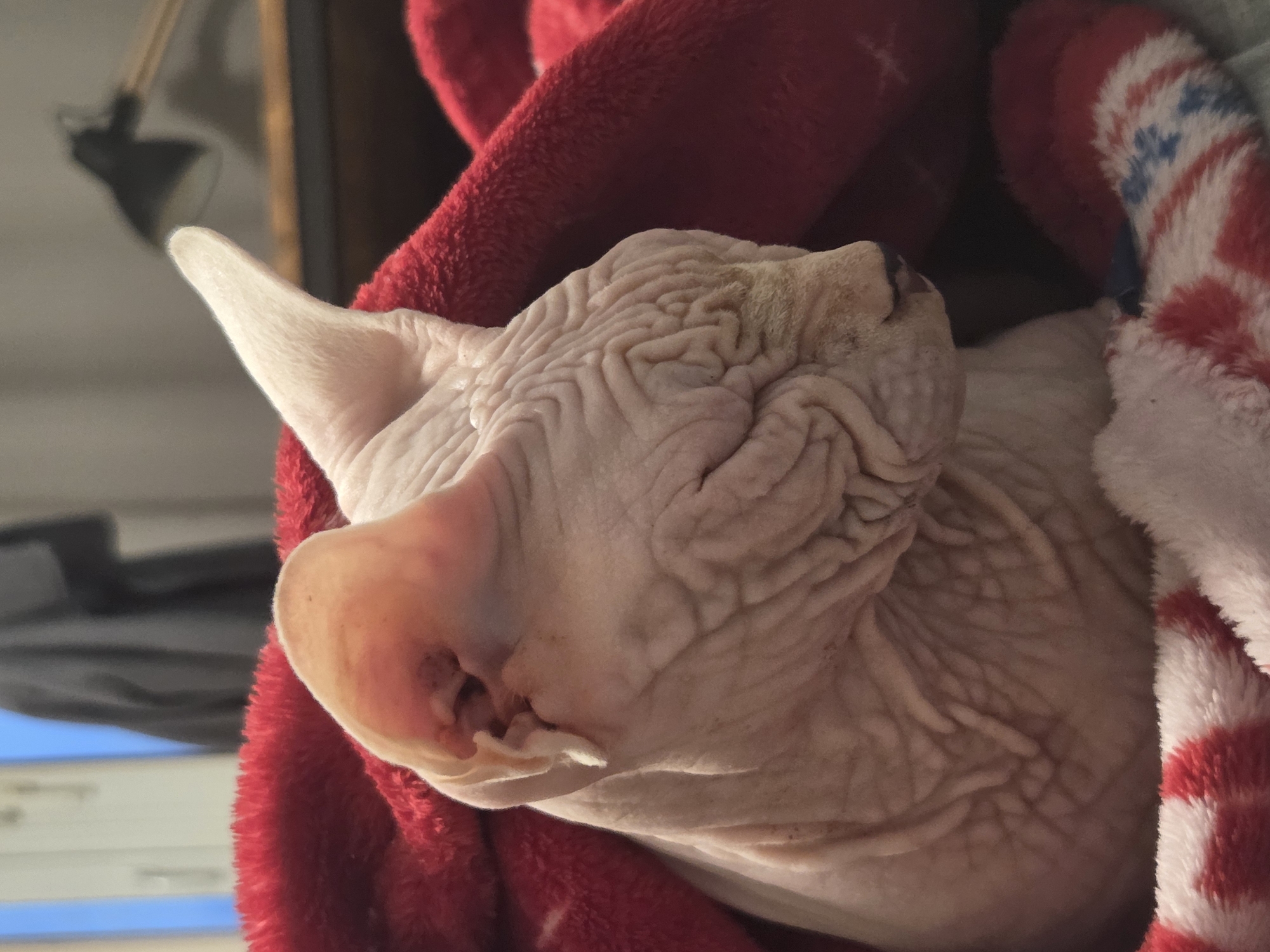 A close-up, indoor, eye-level photograph shows a hairless cat with wrinkled skin, wrapped in a red fleece blanket and a striped blanket. The cat is positioned in the foreground, facing to the right with its eyes closed. The background is blurred, showing a window with a blue sky, a dark gray garment hanging, and a desk lamp. The lighting appears to be artificial, coming from the right. There is no indication of the city of Moscow, Russia in the image.