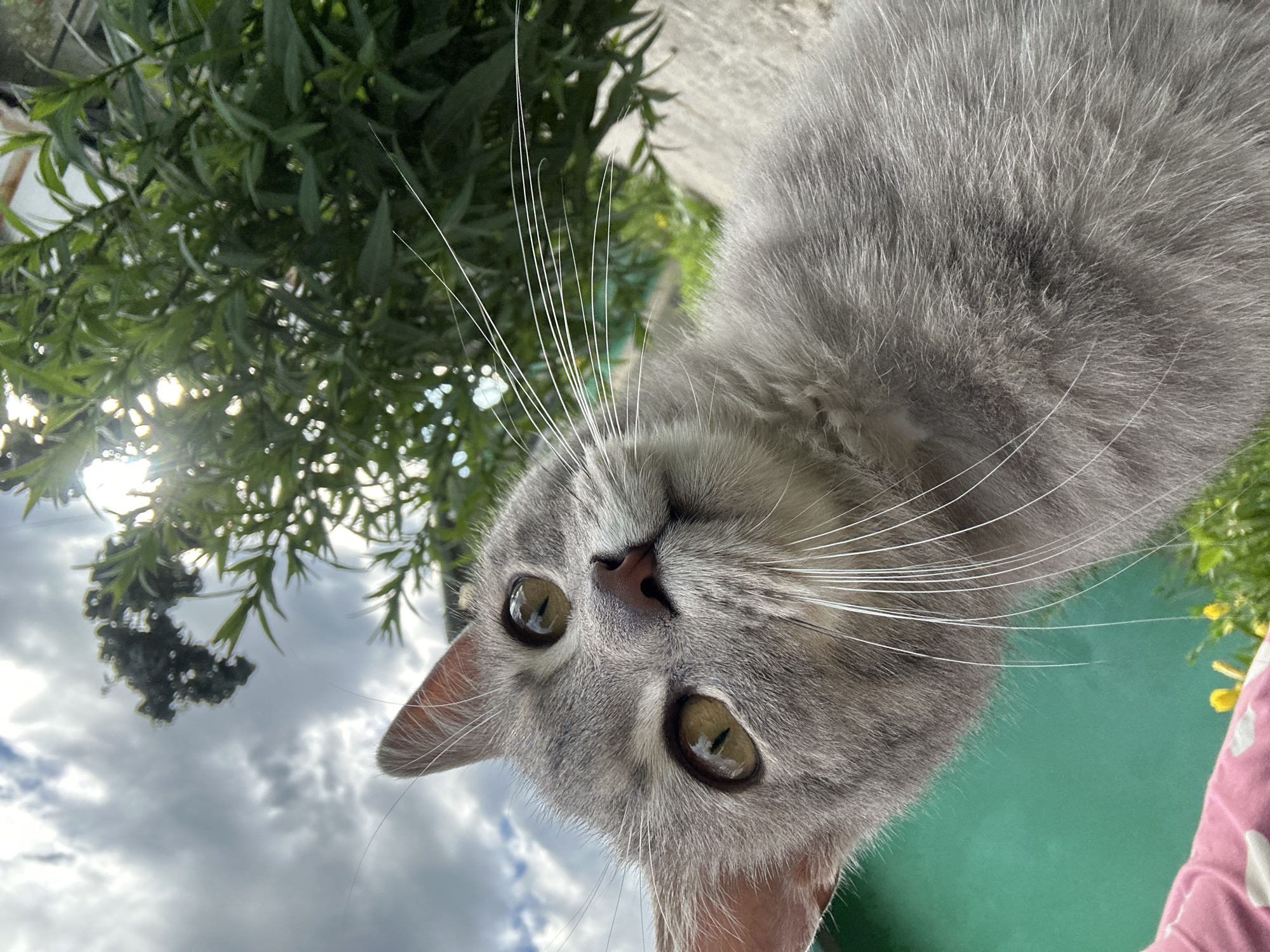 A low-angle close-up shot captures a grey tabby cat's face from the chest up, looking directly at the camera. The cat has large, yellowish-green eyes with black pupils that reflect the sky. Its ears are pointed upwards, and prominent white whiskers fan out from its muzzle. The cat's fur is a mix of grey and white.
In the background, to the left, is a portion of a bright green surface, possibly a wall or fence, with a pink object adorned with white shapes partially visible in the top left corner. To the right of the cat, out-of-focus green foliage and branches are visible, with sunlight filtering through them, creating a lens flare effect. The sky above is cloudy and appears greyish-white. The cat is positioned on a concrete or stone surface. The scene appears to be outdoors, possibly in a garden or backyard setting.