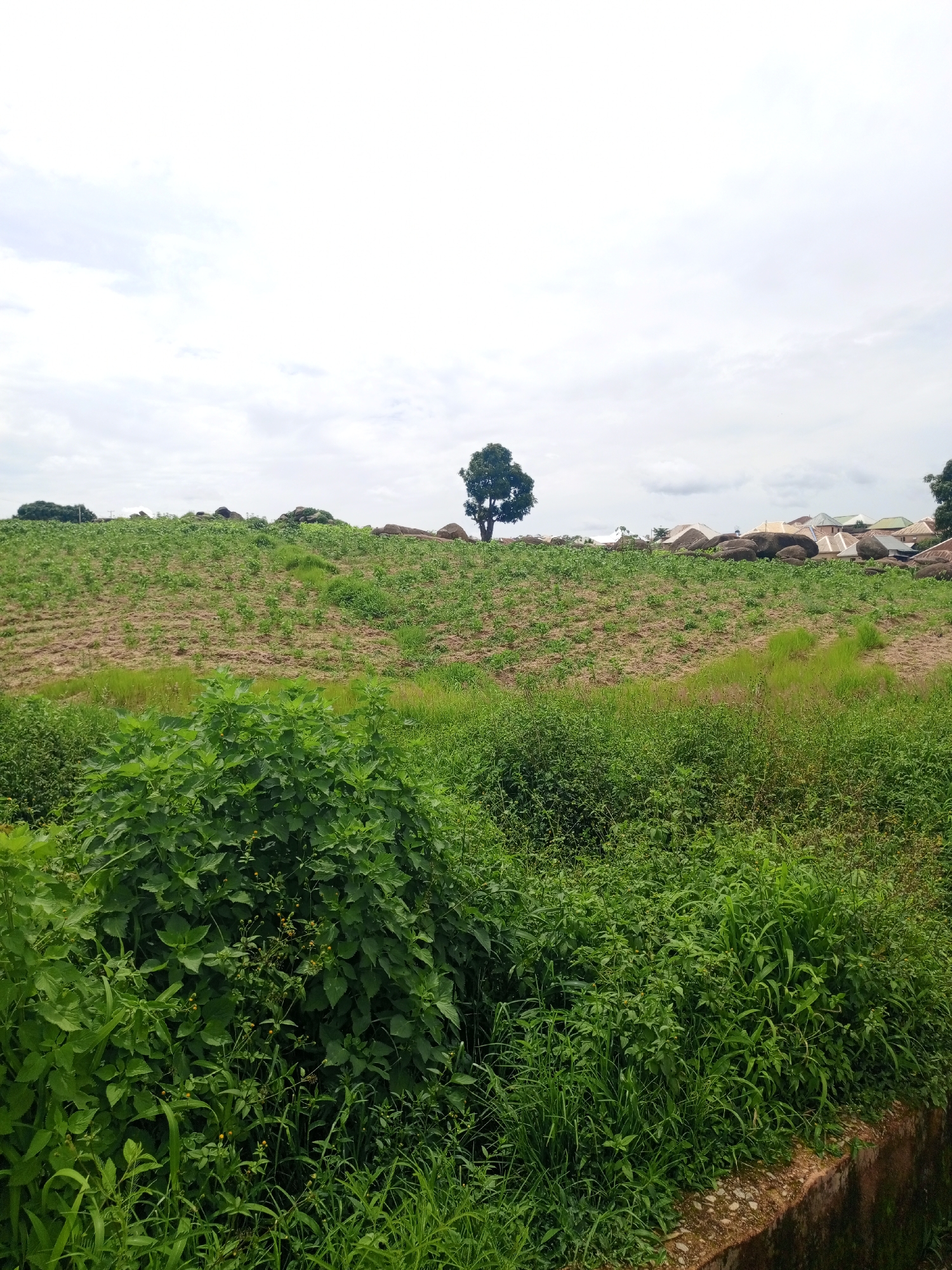 The image depicts a rural landscape on the outskirts of Jos, Nigeria, characterized by rolling hills covered in vegetation. In the foreground, lush green bushes and tall grasses dominate the scene, bordering a partially visible concrete embankment. The midground reveals a sloping field, sparsely planted with young crops, contrasting with the wilder greenery. Large, weathered rocks are scattered across the hillside, some partially obscured by vegetation. In the background, a cluster of houses with pitched roofs are visible on the horizon, suggesting a small settlement. A solitary tree stands prominently on the upper part of the hill, its branches reaching towards a cloudy sky. The overall impression is one of a natural, undeveloped environment with signs of human habitation in the distance.