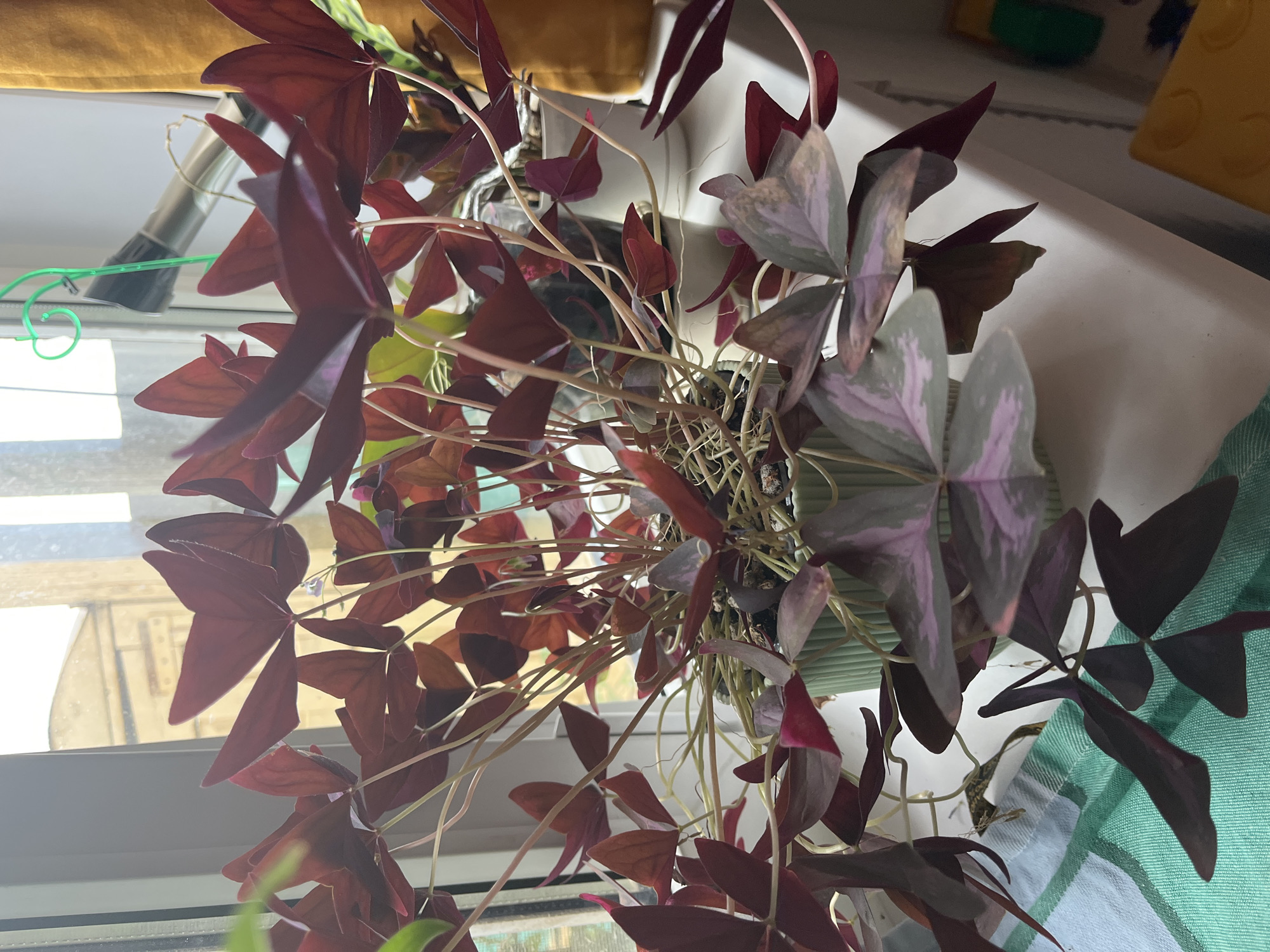 A close-up, eye-level shot shows a potted plant with dark red, butterfly-shaped leaves on a windowsill. The plant, identified as Oxalis triangularis, is in a green, ribbed pot. Some of the leaves have lighter pink and green markings. The background is blurred, with a window showing a faint view of a building and the sky. To the right of the plant, a yellow object and a green object are partially visible on the windowsill, suggesting they are toys. A green wire heart-shaped plant support is also visible above the plant. The windowsill is white and appears to be made of painted wood. A green and white checkered cloth lies beneath the pot. The image does not depict any specific location within Krasnyye Barrikady, Russia, but rather a domestic indoor setting.