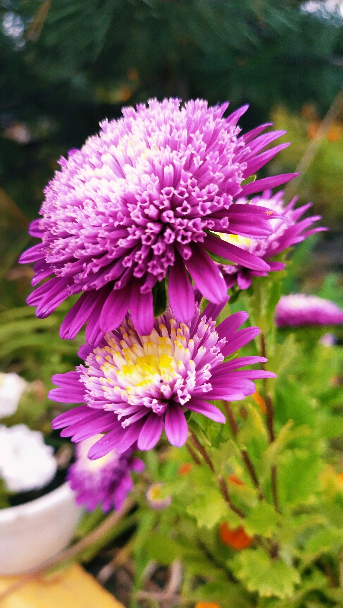 A close-up, vertical, eye-level shot captures two vibrant pink aster flowers with yellow centers, set against a softly blurred background of green foliage and dark pine needles. The larger aster, positioned at the top, is in sharp focus, showcasing its intricate, densely packed petals. Below it, a slightly smaller aster is also in focus, its delicate petals fanning outwards. In the background, out-of-focus elements suggest an outdoor setting, possibly a garden or park. The lighting is diffused, creating a gentle, almost ethereal glow on the flowers. This image is assumed to be taken in Horishni Plavni, Ukraine.