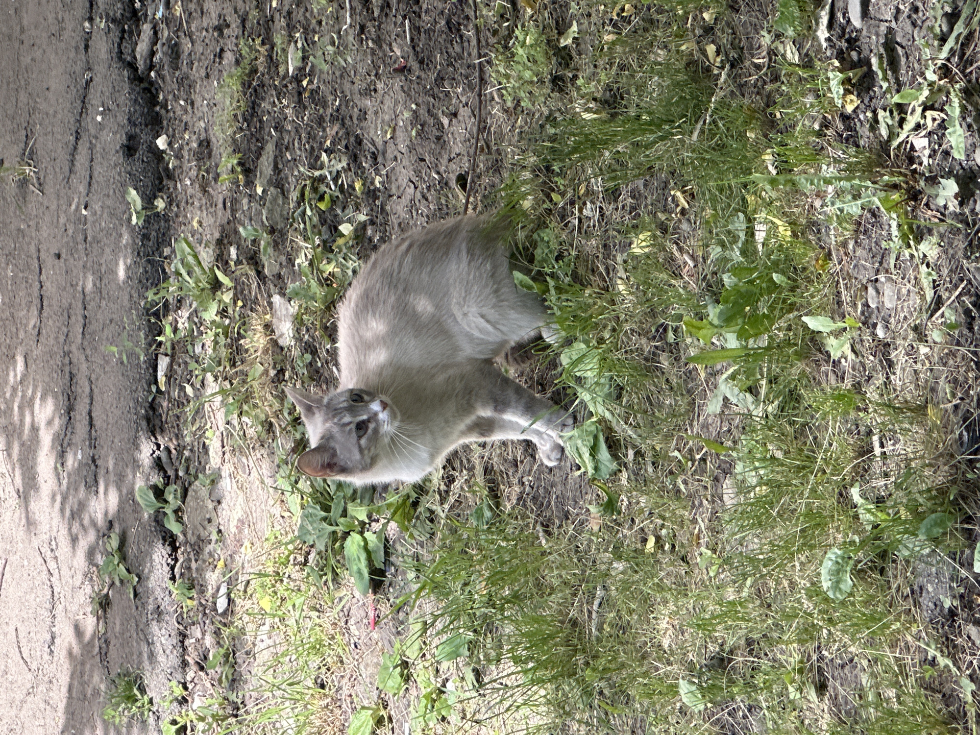 A light gray cat with darker tabby markings sits alert on patchy grass next to a cracked asphalt surface. The cat is facing to the left, with its ears perked and eyes open. The ground is a mix of dirt, small stones, and dry leaves, with some green weeds and grass growing through. Sunlight casts dappled shadows on the asphalt. The scene appears to be an outdoor urban setting, possibly a sidewalk or alleyway.