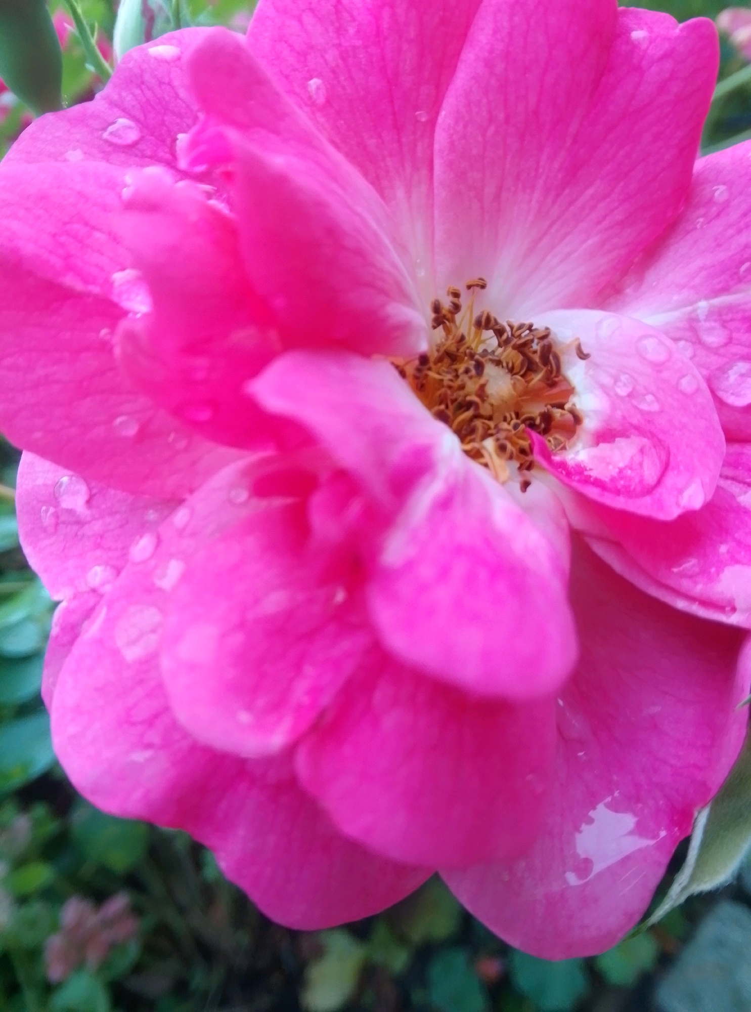 The image is a close-up of a vibrant pink rose in bloom, with water droplets visible on its petals. The rose is the primary subject, filling most of the frame. Its petals are soft and layered, showing variations in color from a deep pink to a lighter pink towards the center. The stamen and pistil are visible in the center, with small brown seeds. The background is blurred and consists of green foliage and some out-of-focus darker shapes, suggesting an outdoor garden setting. The overall lighting is soft, highlighting the textures of the flower and the water droplets. There is no indication of the city of Hamburg, Germany, or any people in the image.
