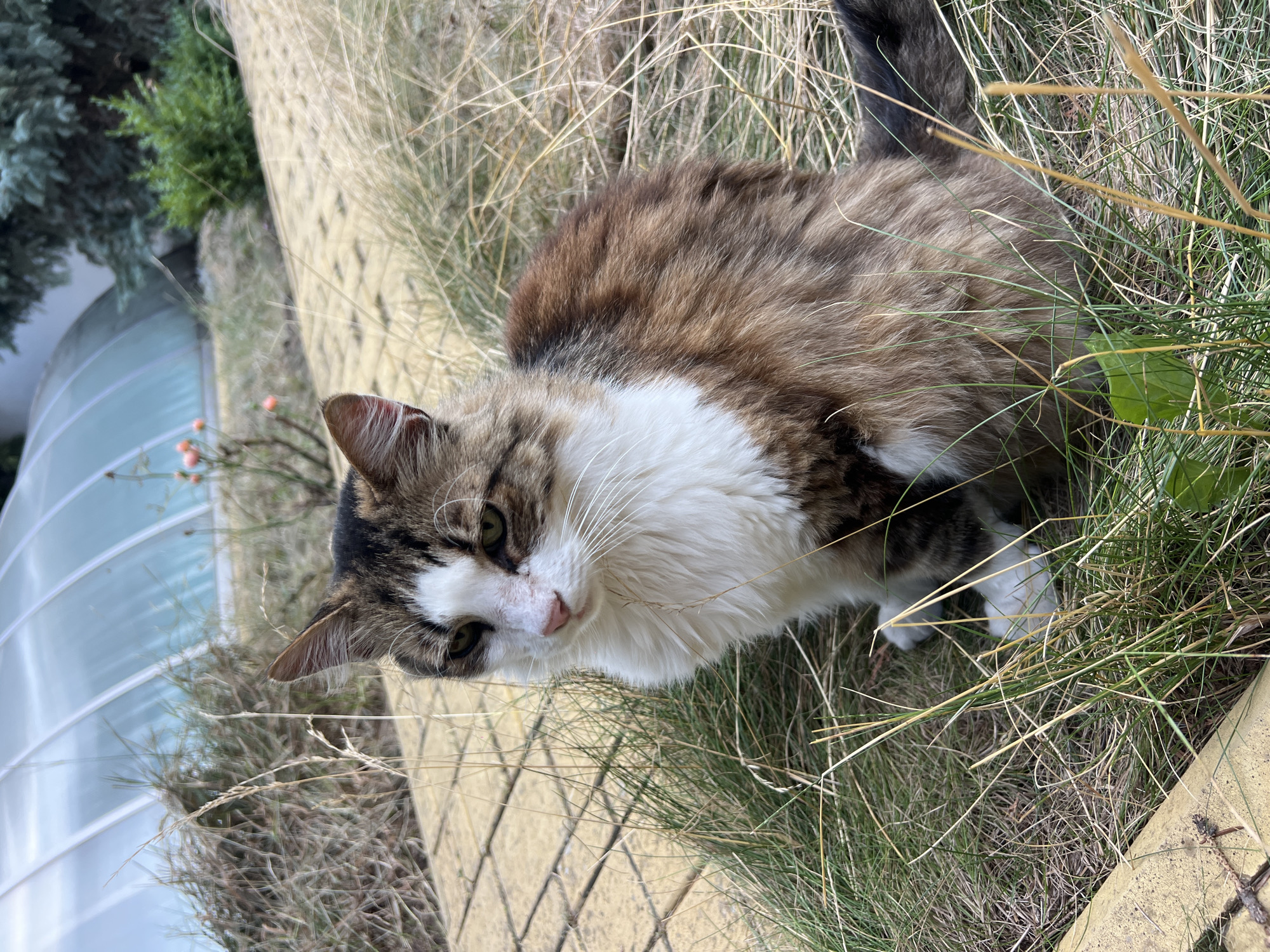 A medium shot photograph shows a long-haired tabby cat sitting amidst dry grass and yellow paving stones. The cat has brown, black, and white fur, with white marking its chest and face. Its eyes are green and it is looking to the left of the frame. In the background, there is a curved, translucent structure, possibly a greenhouse or swimming pool cover, with a blue sky visible through it. There are also some green bushes and a pine tree. The scene appears to be outdoors in a garden or yard area. The photograph is well-lit, and the focus is primarily on the cat. There are no people visible in the image.