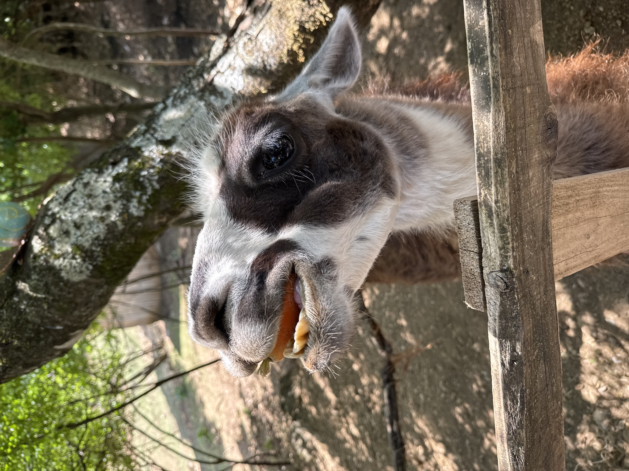A close-up, slightly tilted photograph shows the head and neck of a llama eating a carrot. The llama's fur is a mix of grey, white, and brown. It's mouth is open, revealing a partially eaten orange carrot. The setting appears to be outdoors, with foliage and a wooden fence visible in the background. The location is presumably Gornje Mrke, Montenegro.