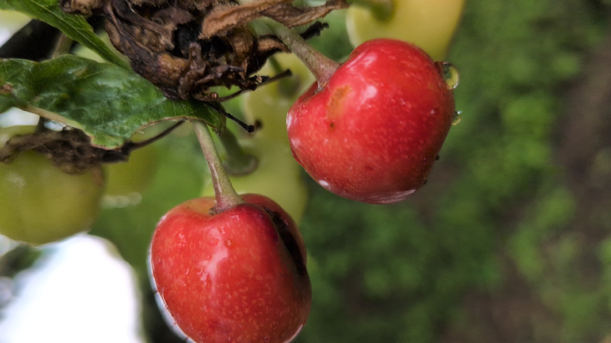 The image depicts a close-up view of two ripe red cherries hanging from a branch. The cherries are plump and appear to have water droplets on their surface, suggesting recent rain or dew. One cherry is positioned higher and slightly to the left, showing a small dark area near its stem. The other cherry is lower and to the right, with a visible water droplet hanging from its underside. Behind the cherries, the background is a blur of green foliage and some out-of-focus lighter green spheres, likely unripe fruit or leaves. A dry, brown, organic material, possibly a dead leaf or flower, is also visible on the branch to the right of the cherries. The overall lighting suggests an overcast or shaded day. There are no people or animals present in the image.