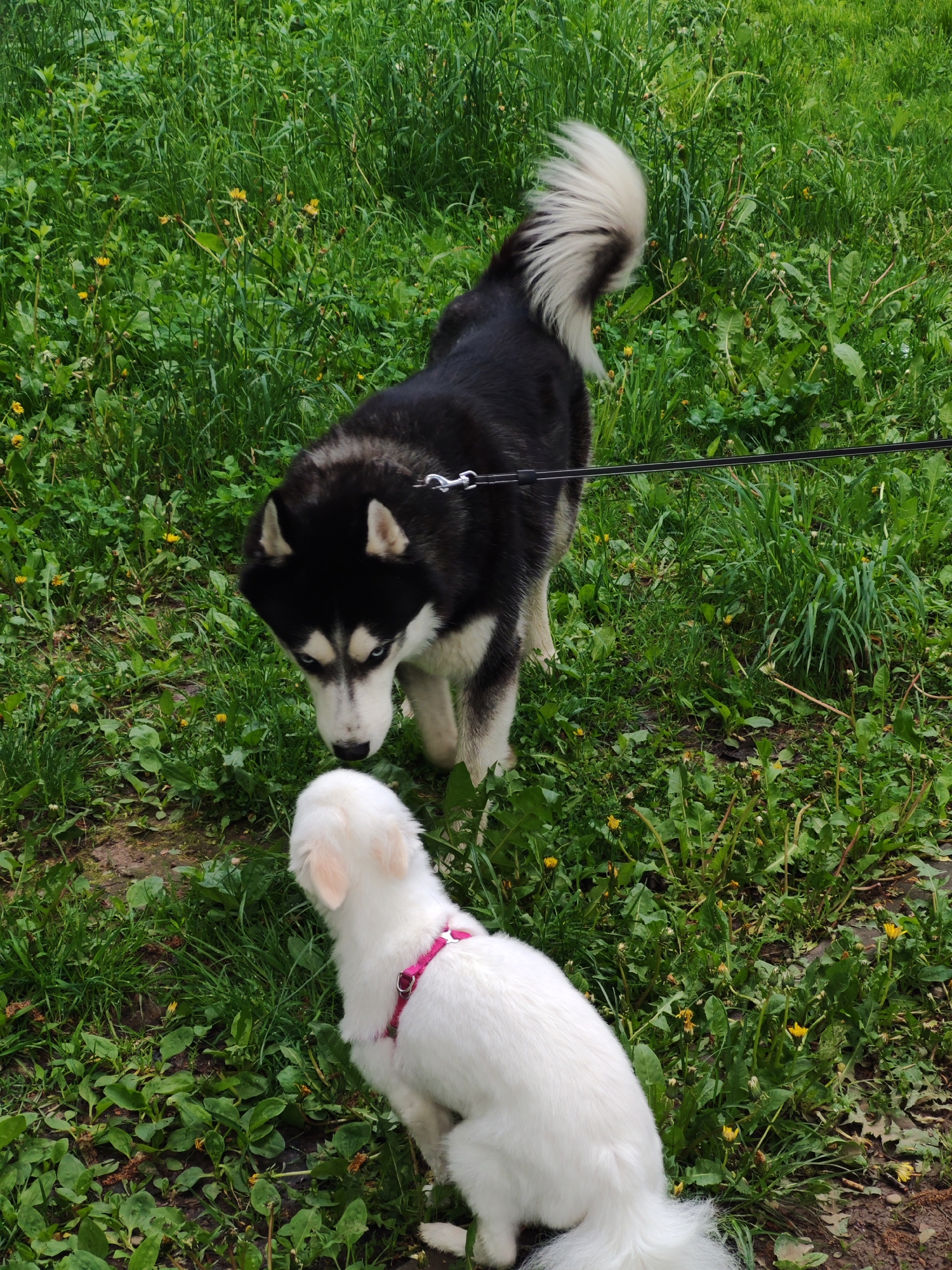 A medium-shot captures two dogs in a grassy outdoor setting. The dominant dog is a husky with a black coat on its back and white fur on its chest, face, and paws. It sports blue eyes and is on a leash. The second dog, a white breed, wears a pink harness. The location is a grassy area with dandelions, and the scene is brightly lit. The huskies is turned to look at the other dog, who is squatting down.