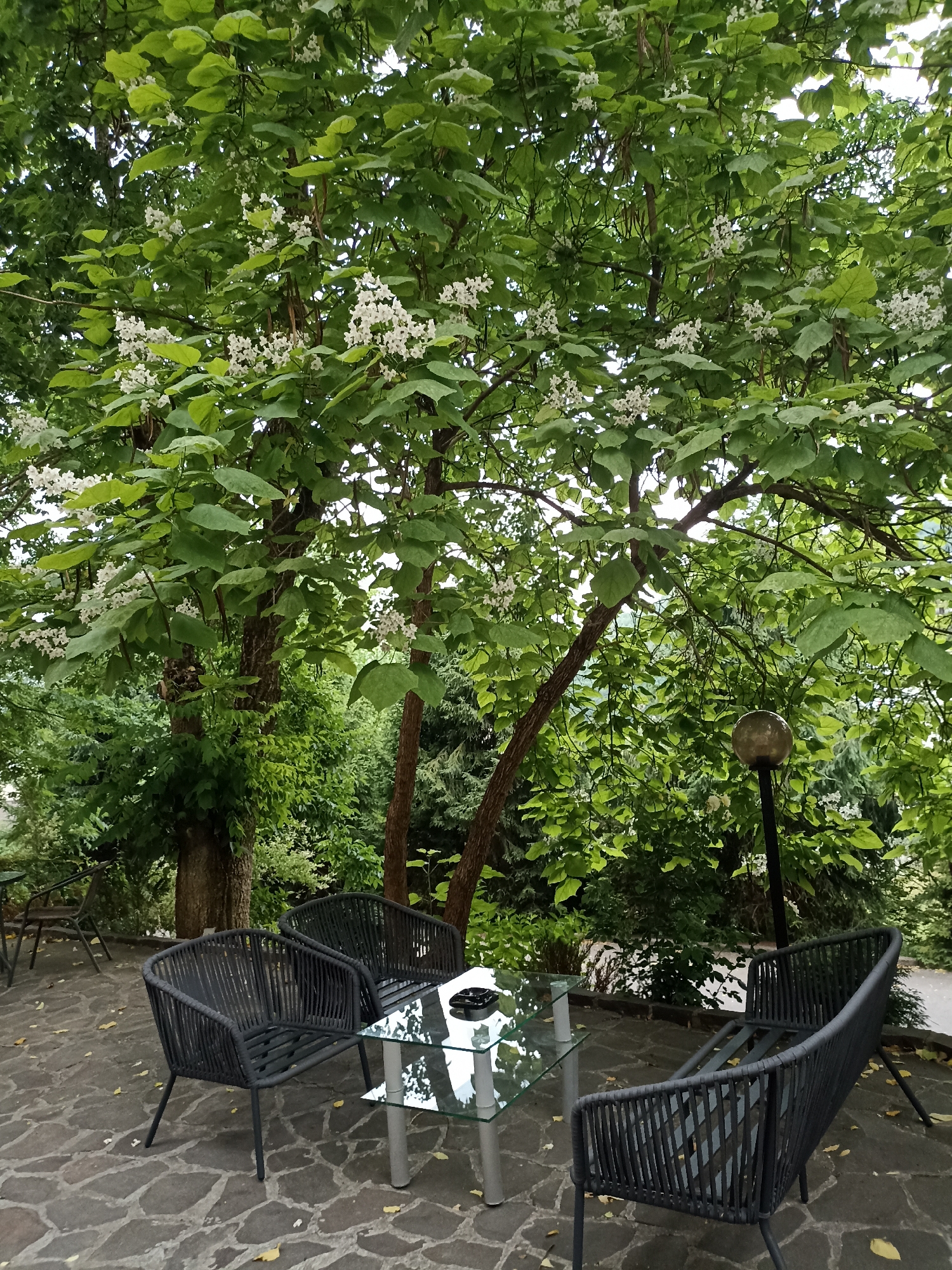 The image depicts an outdoor seating area beneath a large tree with white flowers and green leaves. Three dark, woven chairs surround a small, square glass-top table with a metal base. The table has an ashtray with a cigarette butt. The patio is paved with irregular flagstones, and fallen yellow leaves are scattered on the ground. In the background, more trees and lush greenery create a natural, shaded environment. A simple, round outdoor lamp with a glass shade is visible on a dark pole to the right of the frame. The scene appears serene and tranquil, suggesting a quiet moment in a garden or a cafe patio. The lighting suggests it is daytime, possibly overcast given the soft shadows. No people are visible. The location context of "Сонячне, Ukraine" indicates a place in Ukraine.