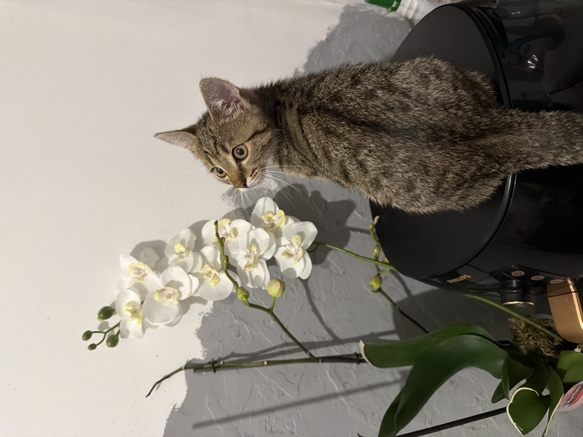 A tabby kitten is perched on top of a black appliance, possibly an air fryer, and is looking up and to the left. The kitten has grey and brown striped fur and is facing away from the camera, with its head turned. Next to the kitten is a faux orchid plant with white flowers and green leaves. The background is a gray wall with some white painted sections. The lighting is bright, casting shadows on the wall. The setting appears to be indoors, in a domestic environment.