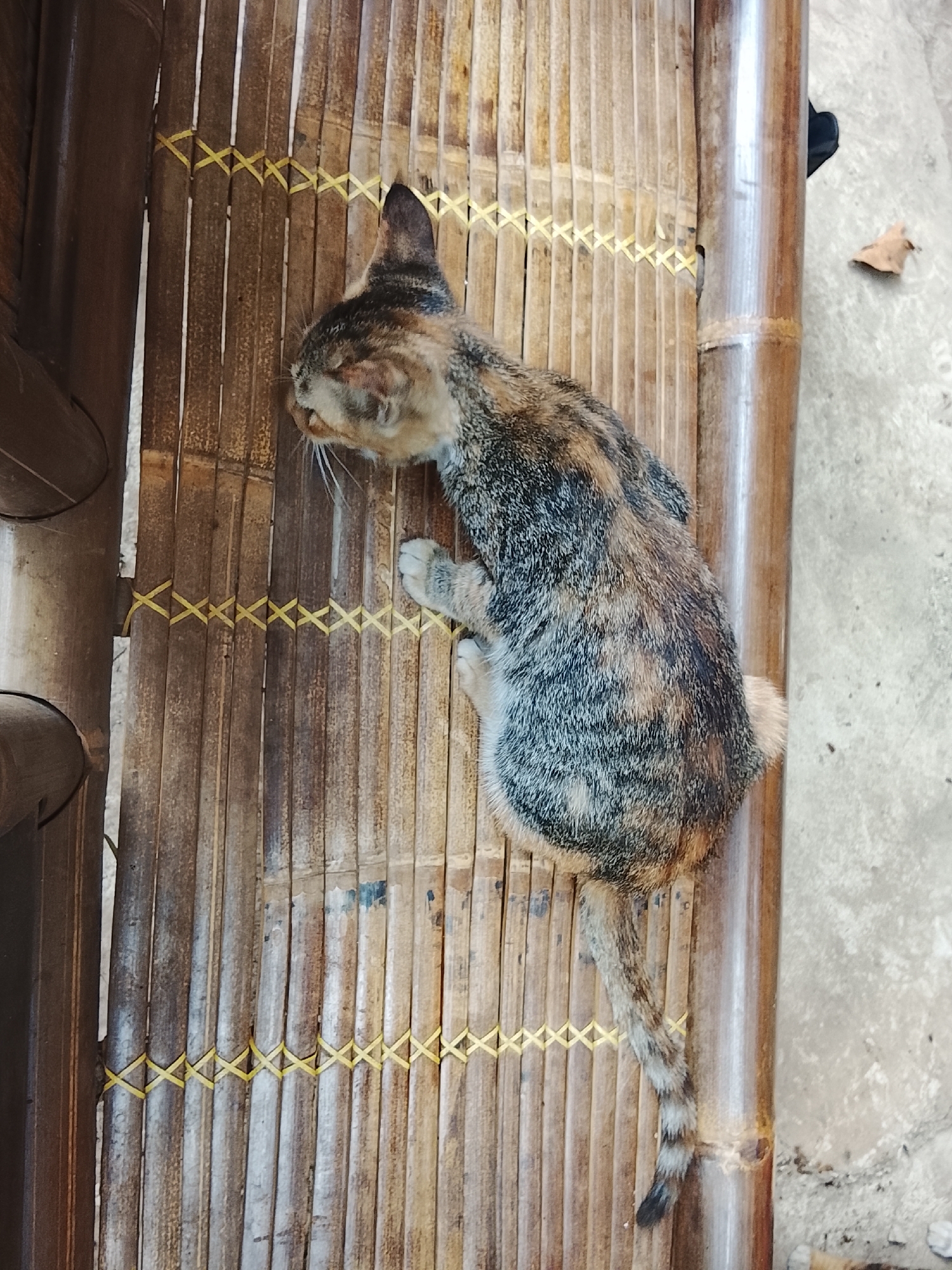A calico cat is resting on a bamboo mat in Sukasejati, Indonesia. The cat is positioned on its side, with its head turned to the left, facing away from the camera. Its fur is a mix of brown, black, and white, with tabby markings on its back and tail. The bamboo mat is made of tightly woven stalks, with yellow string used to hold them together. The mat is placed on a concrete surface, and a few dry leaves are scattered around. The background is slightly blurred, but it appears to be an outdoor setting with some vegetation visible. The overall impression is one of a peaceful, relaxed moment captured in time.