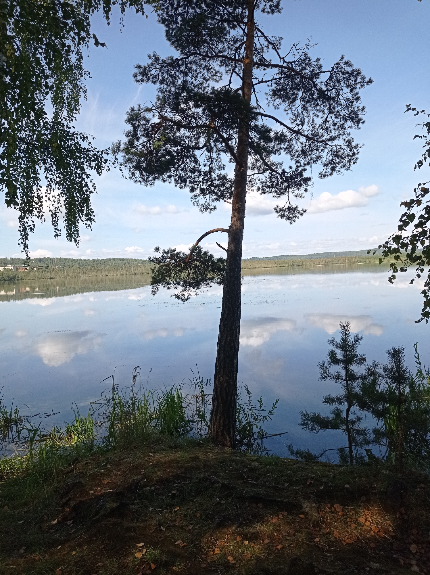 The image depicts a serene natural landscape featuring a calm lake reflecting a cloudy blue sky. In the foreground, a tall pine tree stands prominently on the grassy bank, with the branches of a birch tree framing the top left corner. The distant shoreline is lined with a dense forest, and beyond it, some buildings and structures are visible, suggesting the presence of a settlement. The overall atmosphere is tranquil and peaceful, characteristic of a lakeside view. Based on available information, this scene is located in Degtyarsk, Russia, a city known for its natural beauty and proximity to water bodies.