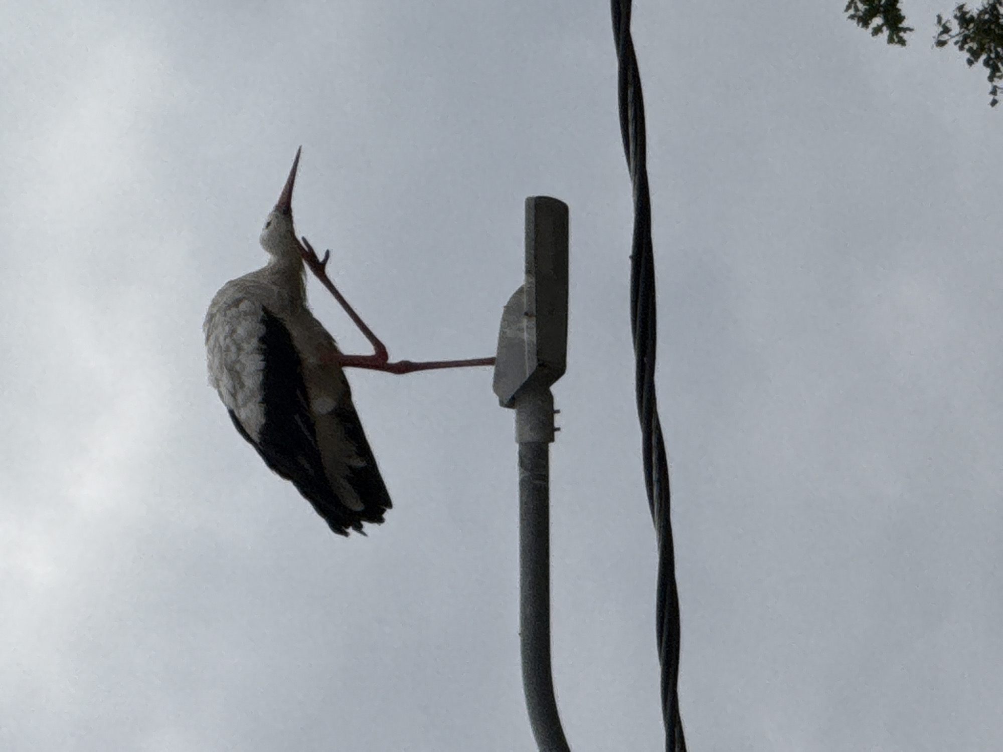 A white and black stork is perched on top of a street lamp in Galinė, Lithuania, with its right leg bent upwards. The stork has a long, pointed beak and red legs. The street lamp is grey and metallic, and it is suspended by a grey pole. Below the street lamp, a black wire is stretched across the frame. The background is a cloudy, grey sky. The overall scene is somber due to the overcast weather.