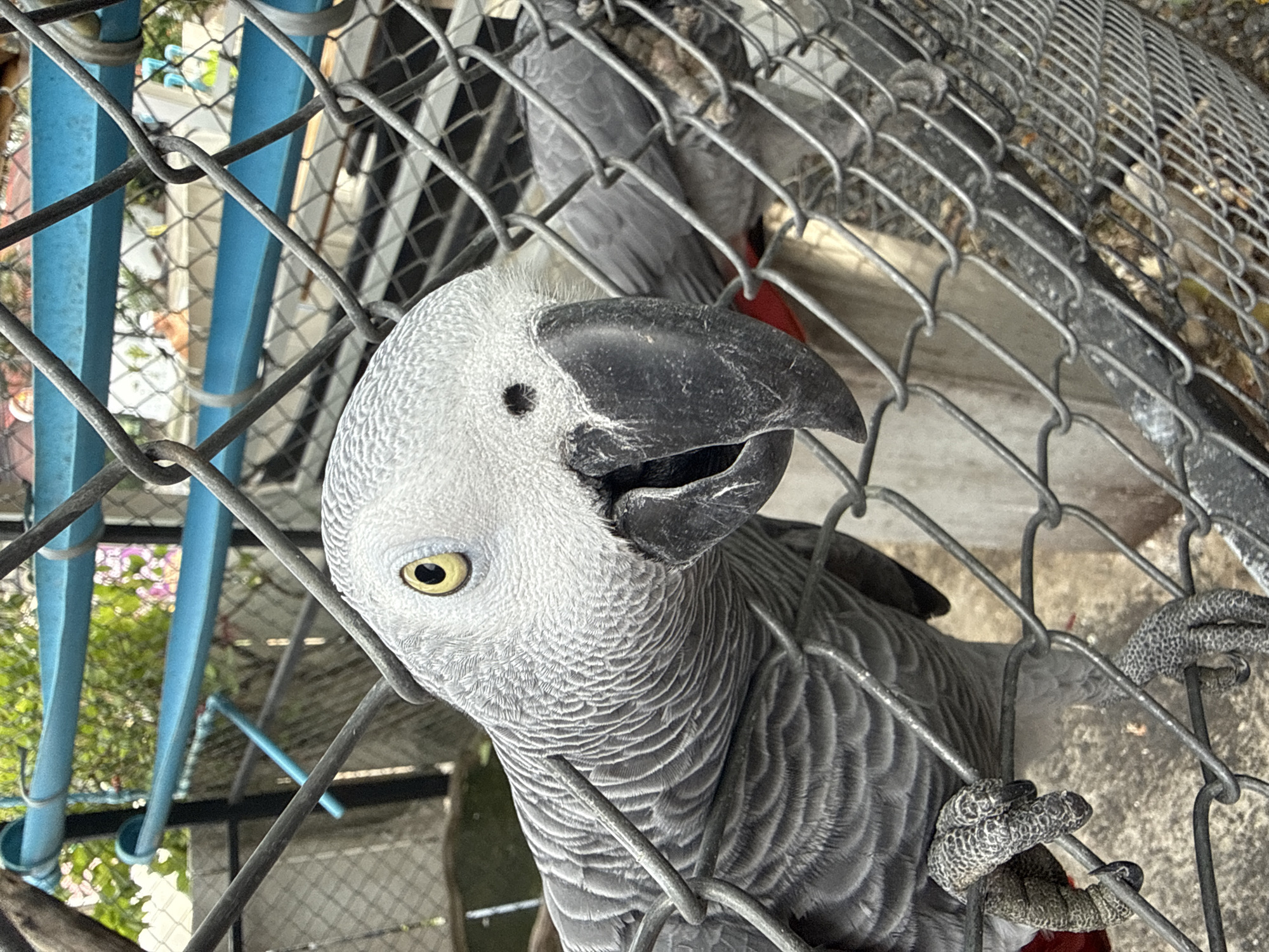 An African Grey parrot is perched on a chain-link fence, its head turned towards the camera. The parrot has grey feathers and a black beak, with a bright yellow eye. The background shows more fencing and some green foliage, suggesting an outdoor enclosure. The parrot's feet are visible, gripping the metal wire of the fence. Another parrot can be seen in the background, partially obscured by the fence. The overall scene appears to be within a zoo or aviary setting.
