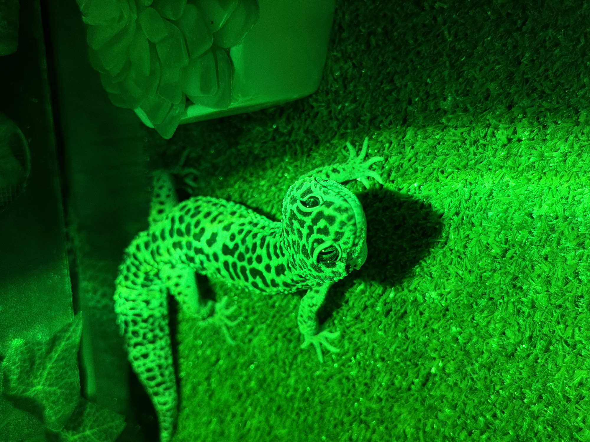 A green-toned, overhead shot shows a leopard gecko on a green, textured surface. The gecko has a spotted pattern. A succulent plant in a pot is visible in the upper left corner. The lighting is predominantly green. There is no evidence to support this image being taken in Chaikovsky, Russia.