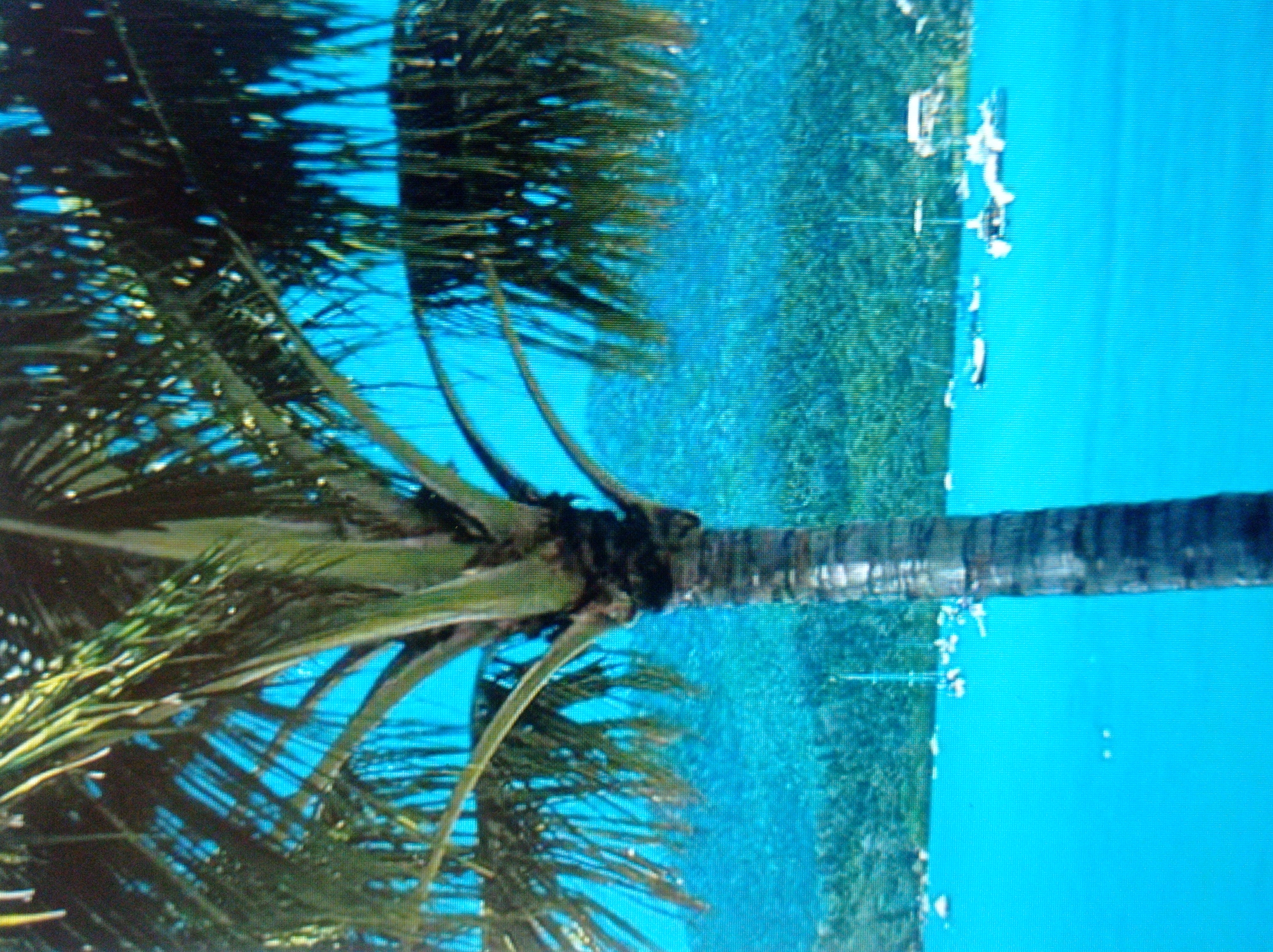 The image depicts a tropical scene with a prominent palm tree in the foreground. The palm tree has a thick, textured trunk and fronds that extend across the upper portion of the frame. Behind the palm tree, a bright turquoise body of water is visible, dotted with several sailboats. In the distance, a lush green hillside covered in dense vegetation forms the backdrop. The sky is a clear, vibrant blue, and the overall impression is one of a serene, sunny day in a coastal or island location. The image does not show any elements that would place it in the city of Mukachevo, Ukraine, which is landlocked and has a temperate climate.