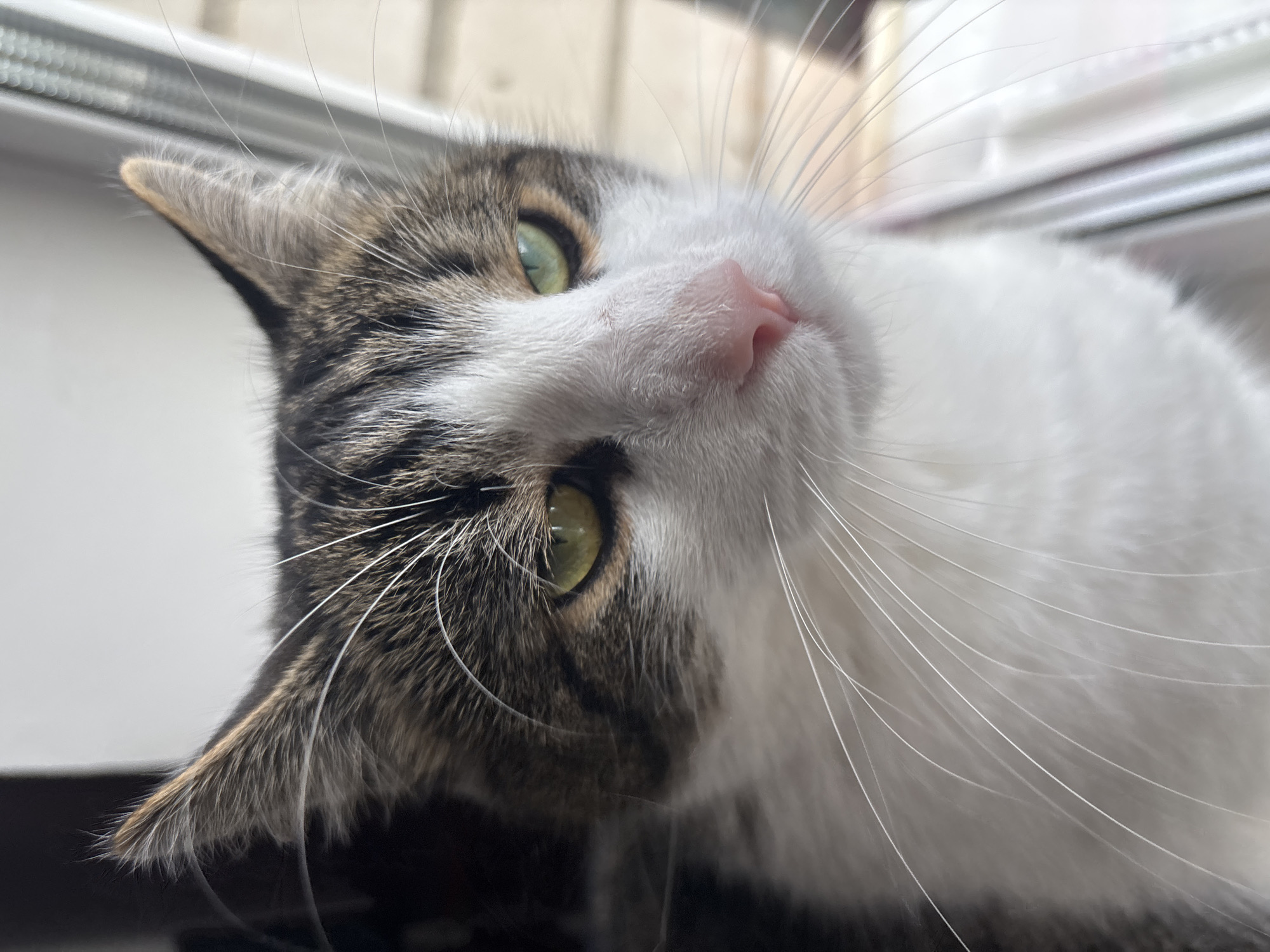 The image is a close-up, portrait-style photograph of a domestic cat's face. The cat has tabby markings on its head and back, with white fur on its chest and muzzle. Its eyes are green, and its nose is pink. The cat is looking to the right of the frame, with a slightly alert expression. The background is out of focus and appears to be an indoor setting with natural light coming from a window. There is no indication of the location being Kapyĺ, Belarus, or any other specific city.