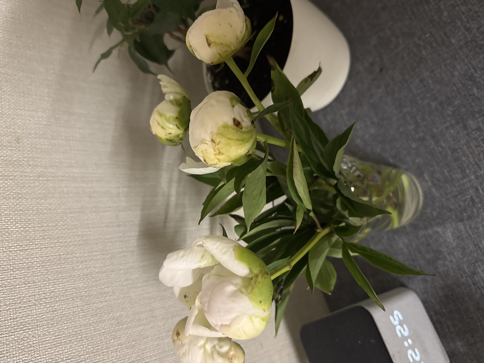 In an indoor environment, possibly a home, a close-up shot captures a bouquet of white peony buds in various stages of opening, arranged in a clear glass vase. The buds are primarily white with tinges of green and some faint reddish-brown spots. Lush green leaves surround the buds. To the left of the vase, a small digital clock displays the time "2:25". In the background, a textured, light-colored wall provides a neutral backdrop. To the right, a portion of a white pot holding a green plant is visible. The scene is set on a dark gray surface, likely a tabletop or shelf.