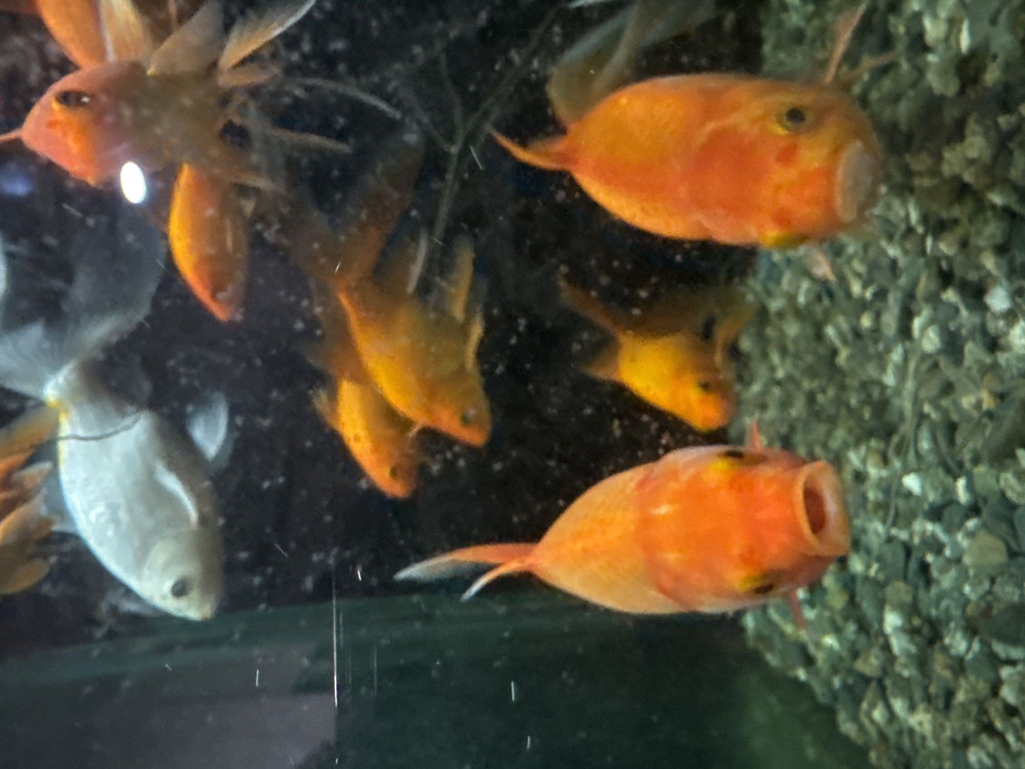 The image presents an underwater scene within what appears to be an aquarium or fish tank. The primary subjects are several fish, predominantly vibrant orange or golden in color, with one notable fish exhibiting a lighter, possibly white or pale silver hue, positioned on the left side of the frame.
In the foreground, towards the bottom right, an orange fish is distinctly captured with its mouth wide open, creating a striking visual. Another orange fish in the upper right also appears to have its mouth slightly agape. Other orange fish are scattered throughout the mid-ground and background, swimming in various directions. The pale fish is oriented downwards on the left.
The setting is an aquatic environment, likely an indoor aquarium, given the contained nature of the scene and the visible tank glass reflections. The background consists of dark, granular substrate or gravel, lining the bottom and back of the tank. The water contains numerous small white specks, which could be particles, food, or air bubbles, contributing to a slightly hazy appearance. Vertical light streaks are also visible, suggesting reflections or imperfections on the tank's surface. No specific time of day, weather conditions, or human emotions are discernible. There is no visible text in the image.