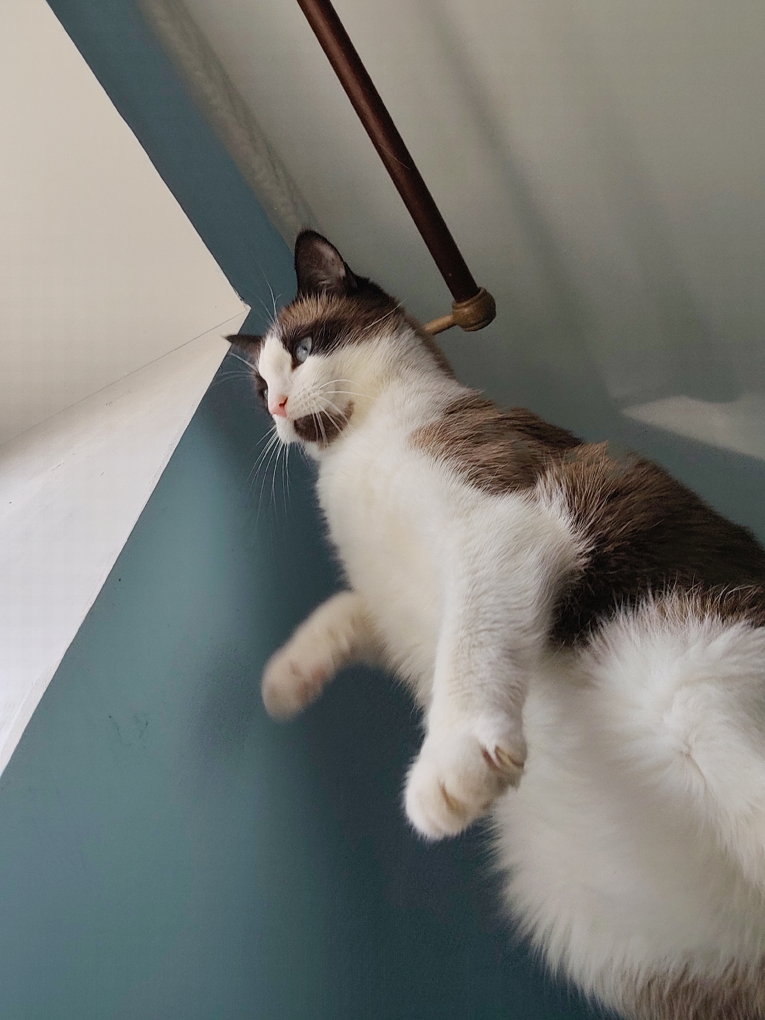 A low-angle shot depicts a brown and white domestic cat with blue eyes, looking toward a wall painted with a white section above a teal section. A brown pipe with brass-colored supports is visible near the cat's head. The location is not discernible from the image.