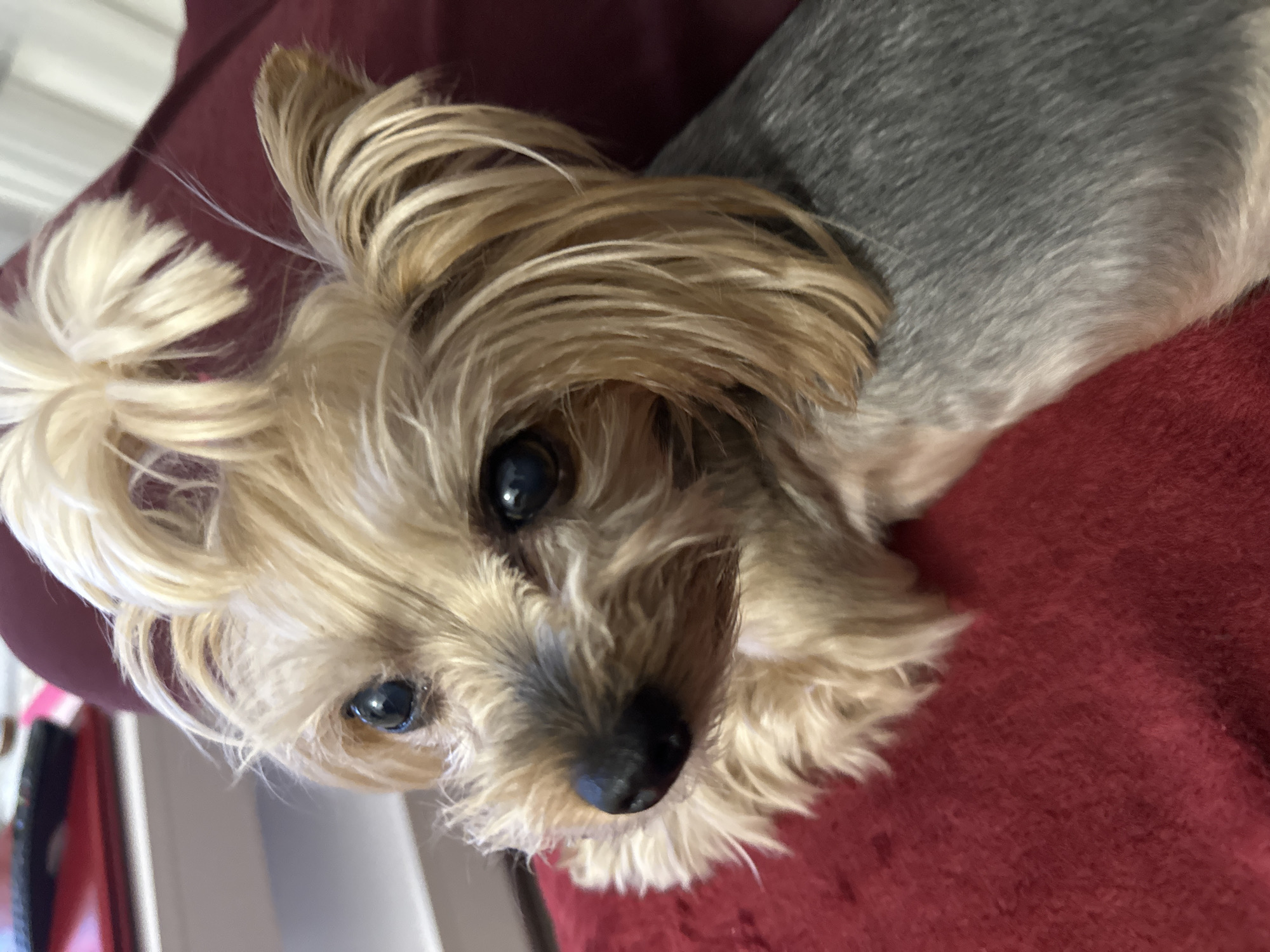 A close-up, slightly rotated, angled view shows a Yorkshire Terrier dog with tan and gray fur, lying on a red textured surface, possibly a cushion or blanket. The dog is the main subject, with its head tilted towards the camera. It has dark eyes and a black nose. The background is blurred, suggesting a shallow depth of field. The location is not discernible from the image.