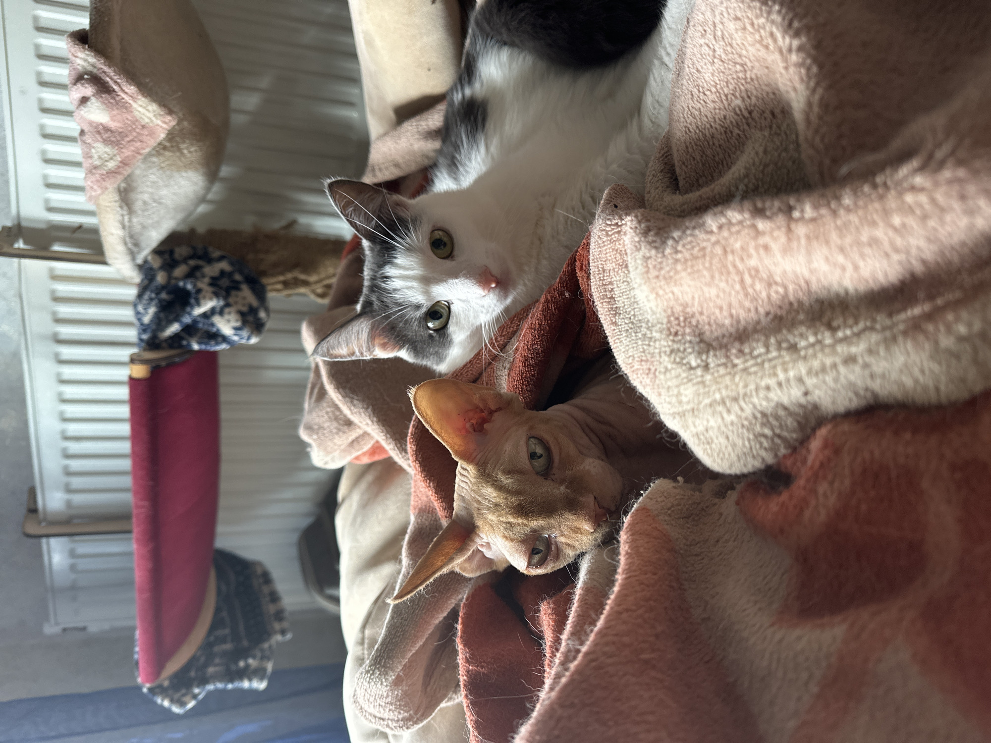 The image shows two cats nestled in blankets. One cat is a hairless Sphynx with light orange skin and large ears, looking directly at the camera with a slightly stern expression. The other cat is a white and grey domestic shorthair with green eyes, lying beside the Sphynx and looking towards the camera. Both cats are partially covered by soft, textured blankets in shades of pink, orange, and cream. In the background, a radiator with a multi-tiered cat tree attached is visible, with various fabric elements and hanging toys. The scene appears to be indoors, possibly in a residential setting. There is no information in the image to suggest a location in the city of Vladimir, Russia.