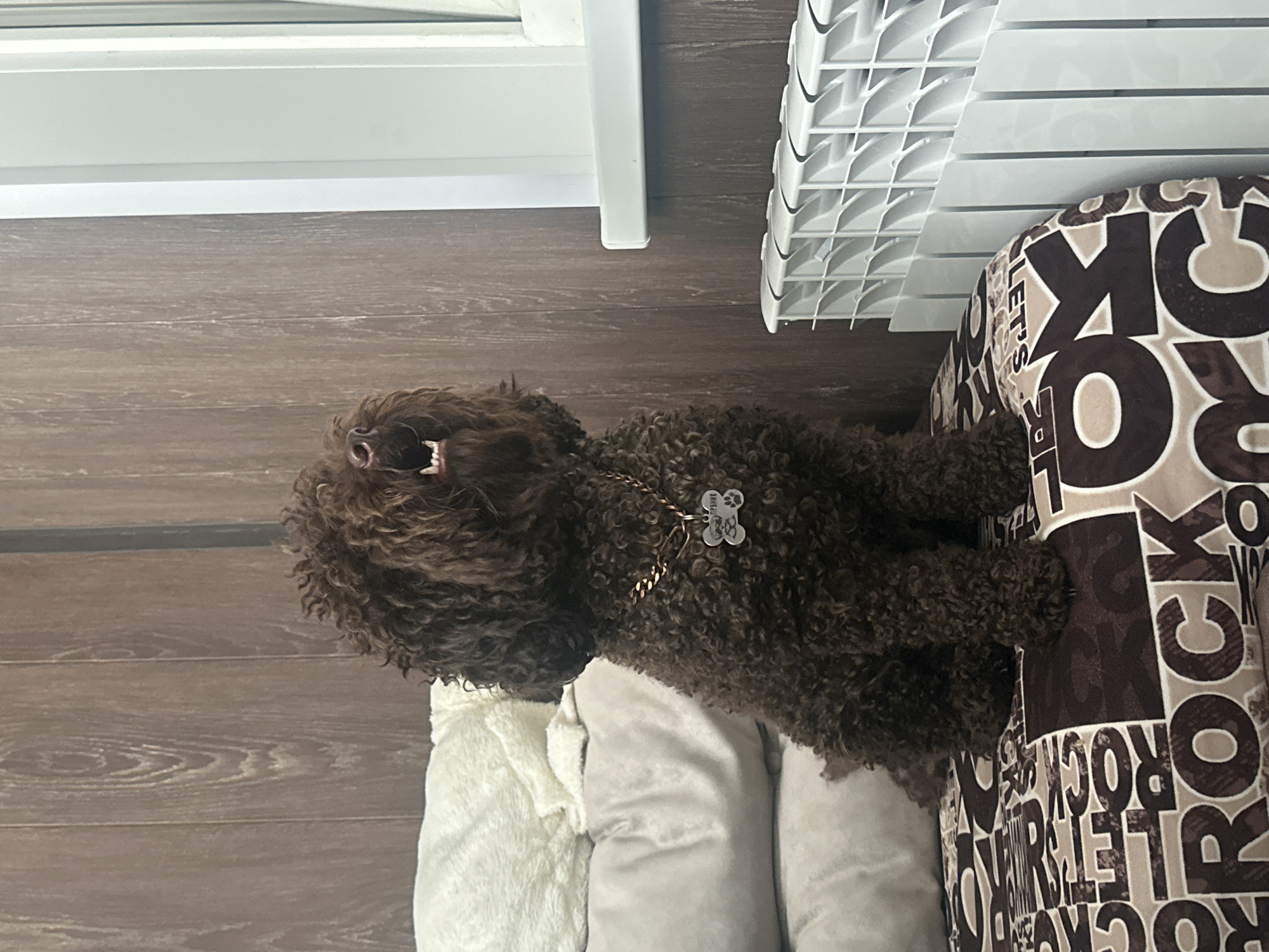 A medium shot photograph shows a brown, curly-haired dog sitting upright on a patterned surface. The dog is looking upwards and to the right with its mouth open, appearing to bark or vocalize. A gold chain with a silver bone-shaped tag is around its neck. The background consists of a wood-paneled wall and a white radiator. The dog is positioned on what appears to be a bed or sofa with a brown and tan patterned fabric that features large lettering. To the left of the dog, there are two stacked pillows, one covered with a fluffy white blanket. A window is visible on the right side of the frame, above the radiator. The scene is indoors, and the lighting suggests it is daytime, likely with natural light from the window. The location is identified as Sayanogorsk, Russia.
