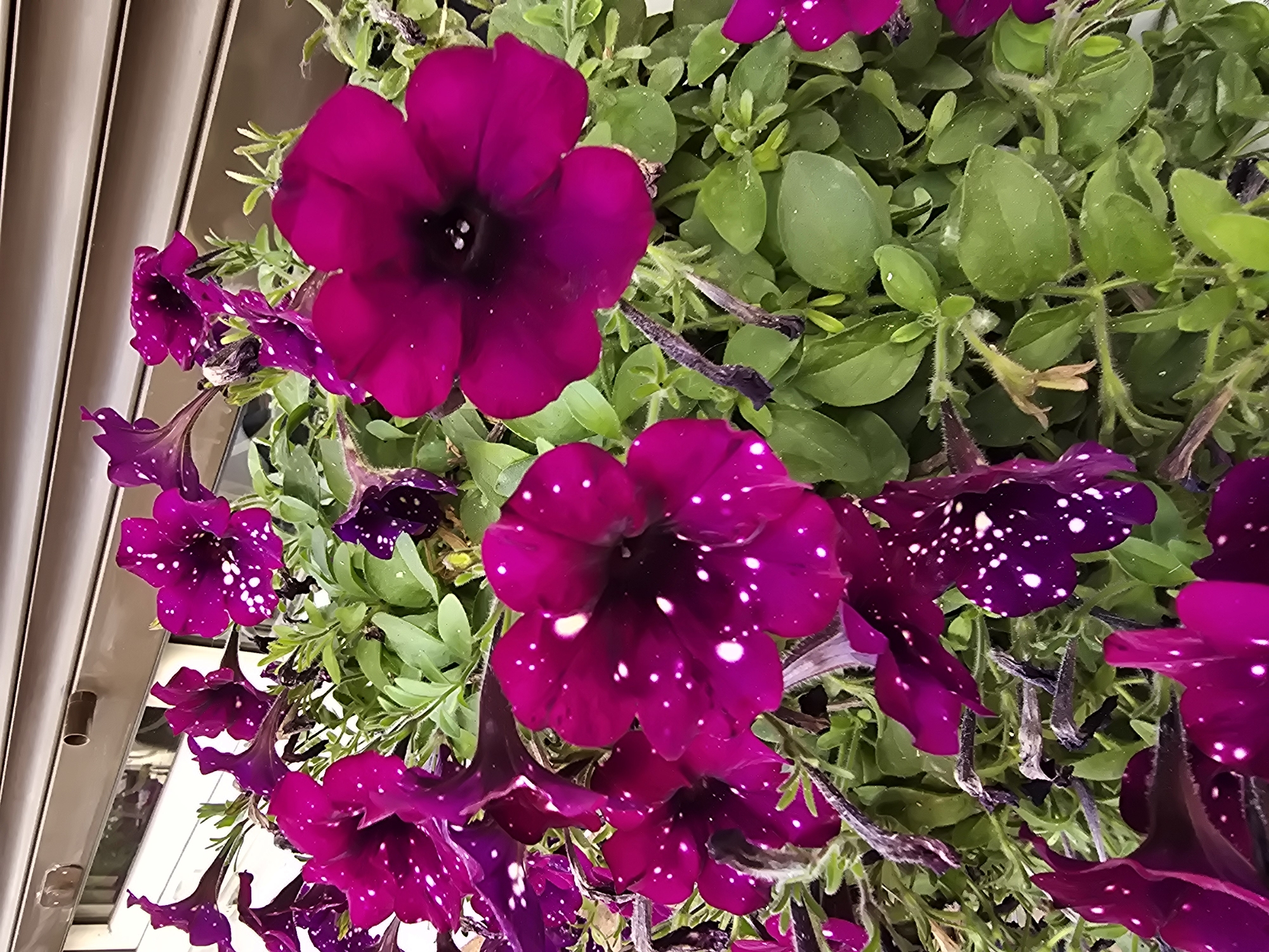 A close-up, eye-level shot captures a cluster of deep magenta petunia flowers, some adorned with white speckles, set against a backdrop of lush green foliage. The flowers are in various stages of bloom, with some fully open and others still unfurling. In the upper portion of the image, a section of a closed, brown slat blind or shutter is visible. The scene appears to be outdoors, possibly in a garden or on a balcony in Sofiivska Borshchahivka, Ukraine. No people are present in the image.