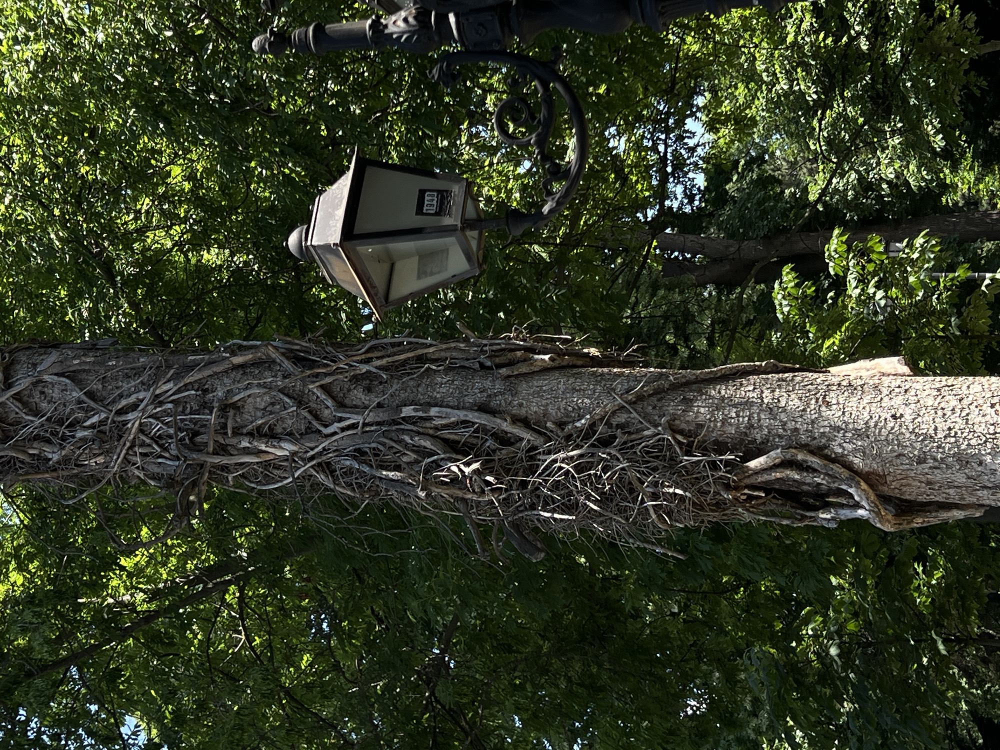 The image shows a close-up view of a tree trunk covered in tangled vines, with a vintage street lamp to its right. The tree trunk is rough-barked and appears old, with many dried, woody vines spiraling around it, some of which have formed thick, gnarled clusters. The street lamp is made of dark metal and has a rectangular glass enclosure. A small plaque inside the lamp reads "1948". The background is filled with lush green foliage from trees, suggesting an outdoor, park-like setting. The sunlight filters through the leaves, creating dappled patterns of light and shadow on the tree and the lamp.
The street lamp is located in Borisova Gradina Park in Sofia, Bulgaria. The park is the largest in Sofia and is known for its mature trees and recreational facilities. The lamp itself is likely a historical artifact, possibly an original fixture from when the park was established or renovated. The presence of the lamp and the dense greenery indicate a well-maintained urban park environment. There are no people or animals visible in the image. The focus is on the interplay of textures and forms between the vine-covered tree and the ornate street lamp, set against the backdrop of a sunny day in a park.