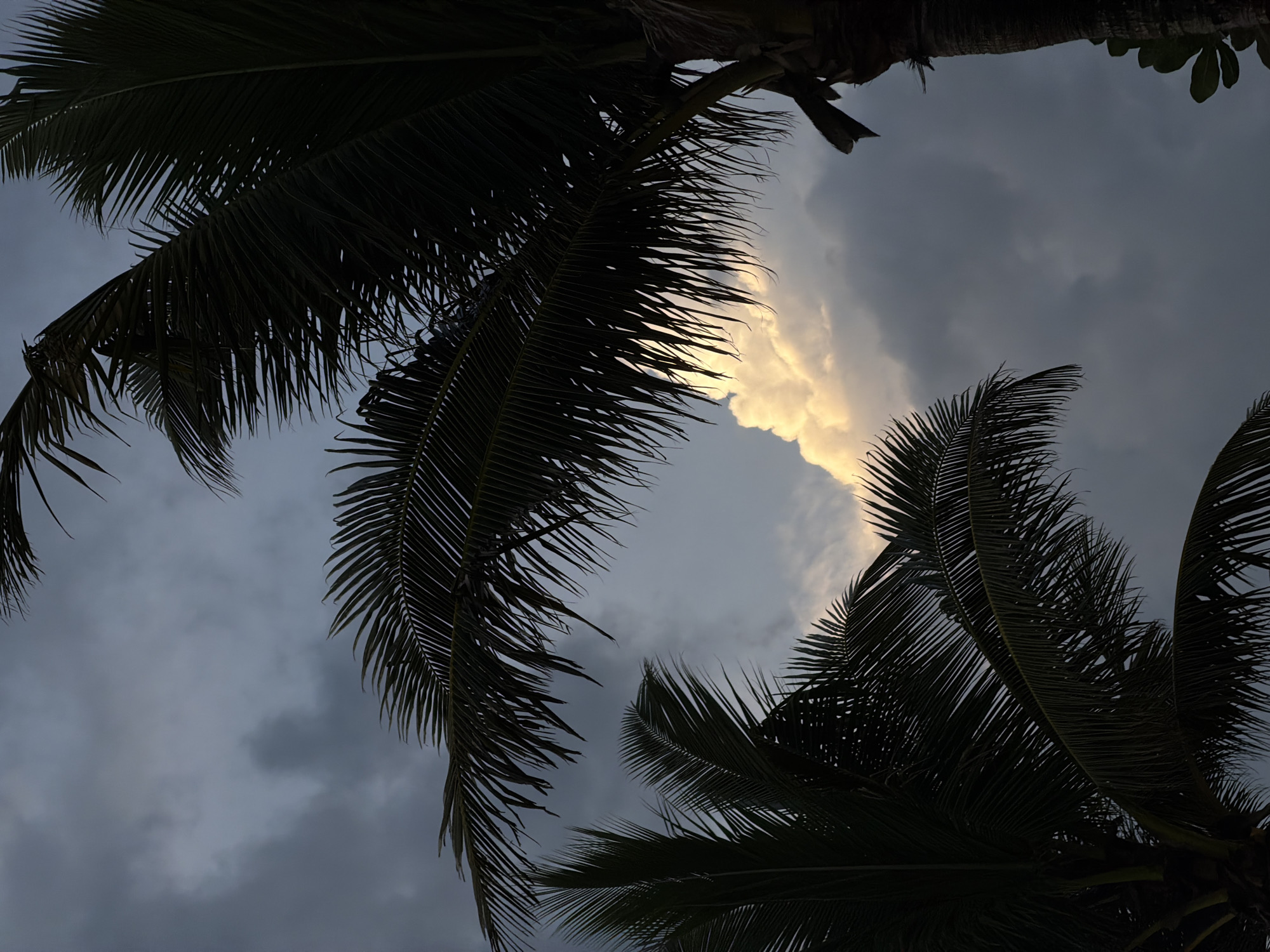 The image shows a low-angle view of palm trees against a cloudy sky. The location is likely North Kuta, Indonesia, given the tropical flora. The foreground features the silhouettes of palm fronds from multiple trees, with their spiky leaves reaching into the frame. The sky is overcast with grey and white clouds, with a patch of bright light shining through the clouds. The composition is asymmetrical, with the trees dominating the sides and bottom of the frame.