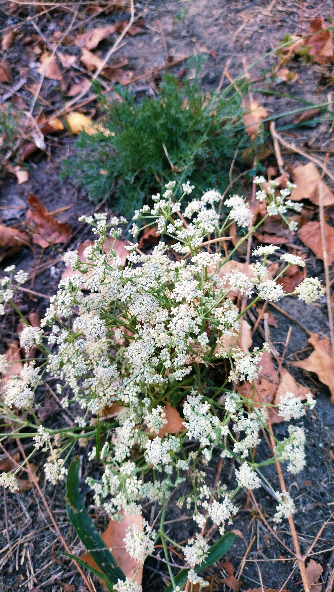 The image shows a cluster of small white flowers with a feathery green plant in the background, surrounded by fallen brown leaves and dry grass. The scene is an outdoor environment, possibly a park or natural area within the city of Horishni Plavni, Ukraine. The lighting suggests it may be late afternoon or early morning. There are no people or animals visible in the image.