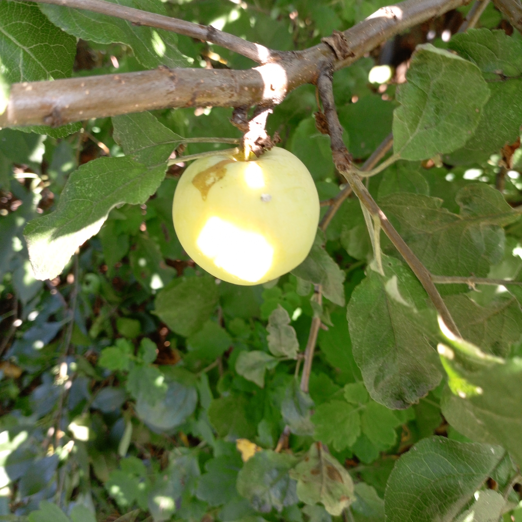 The image shows a close-up view of a pale yellow apple hanging from a tree branch. The apple is partially illuminated by sunlight, with bright highlights and shadows. Some yellowing or browning is visible on the apple's surface. The branch it hangs from is rough and brown. Green leaves surround the apple, some in sharp focus and others blurred. The background consists of more green foliage and dappled sunlight filtering through the leaves. There are no people or any urban elements visible in the scene. The context of "Пологрудово, Russia" is not visually derivable from the image itself.