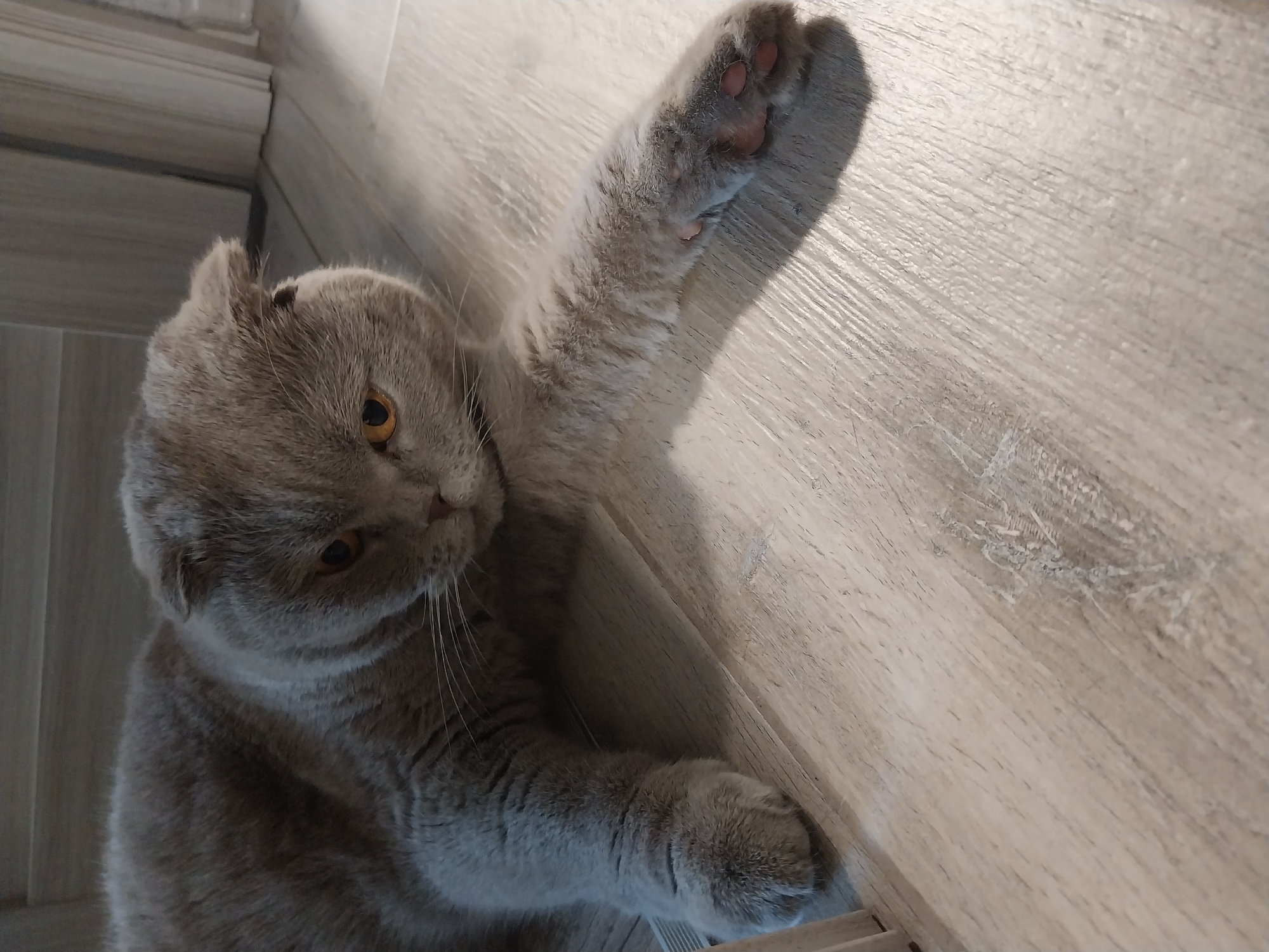 A grey Scottish Fold cat lies on a light wooden floor. The cat is facing the right side of the frame, with its head turned slightly towards the viewer. Its eyes are amber, and its ears are folded down. One of its front paws is extended towards the viewer, with its toes visible. The floorboards have a visible grain pattern. The background is out of focus, but appears to be a wall and a doorway. There is no indication of the cat's location in Dnipro, Ukraine.