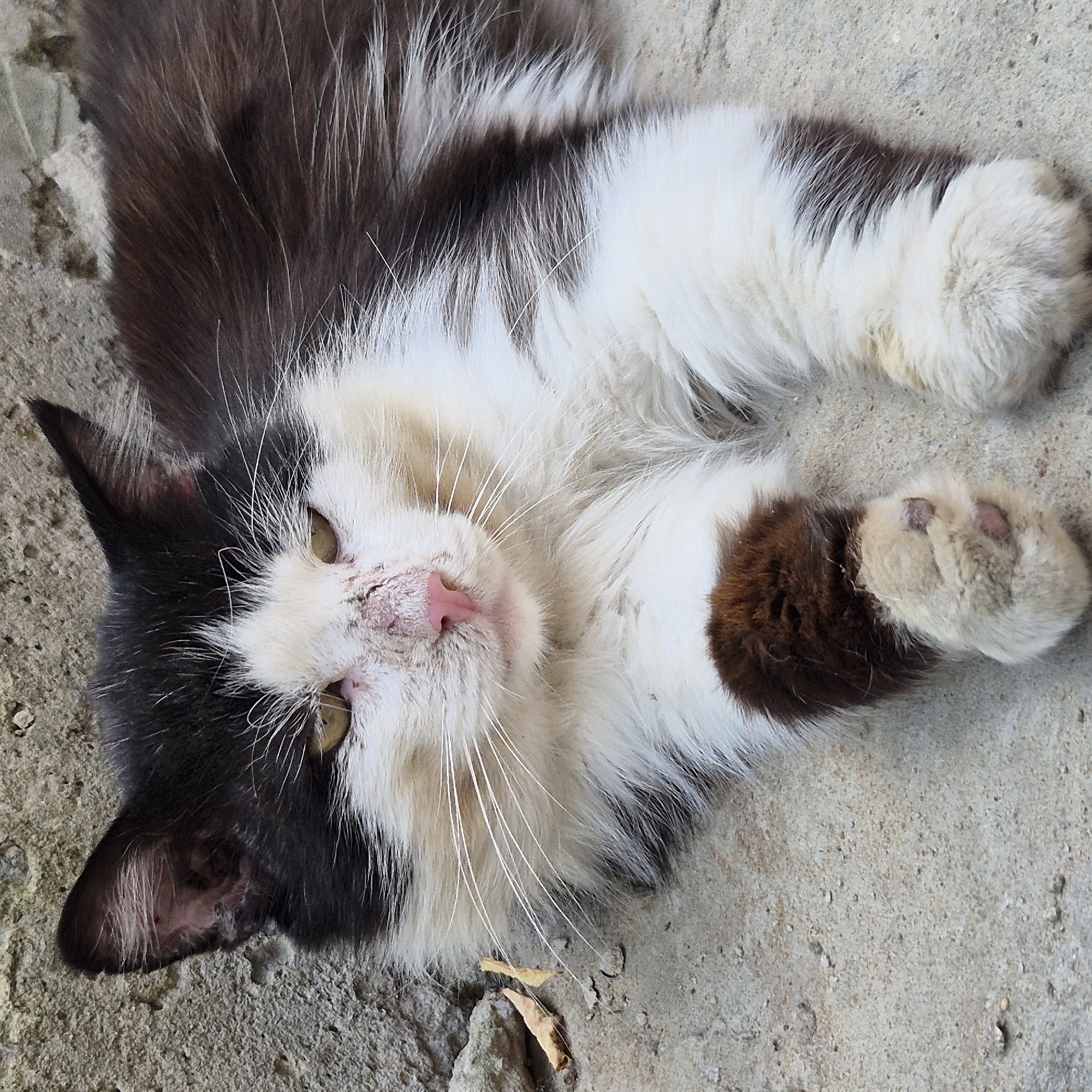 A black and white cat is lying on a concrete surface in front of a rough stone wall. The cat is facing the viewer, with its head tilted slightly. Its fur is long and shaggy, with patches of white and black. The cat's face is mostly white, with a pink nose and yellow eyes. There are some visible scabs and sores on its nose and around its eyes. A small dried leaf is on the ground to the left of the cat. The environment appears to be outdoors, possibly in an alley or courtyard.