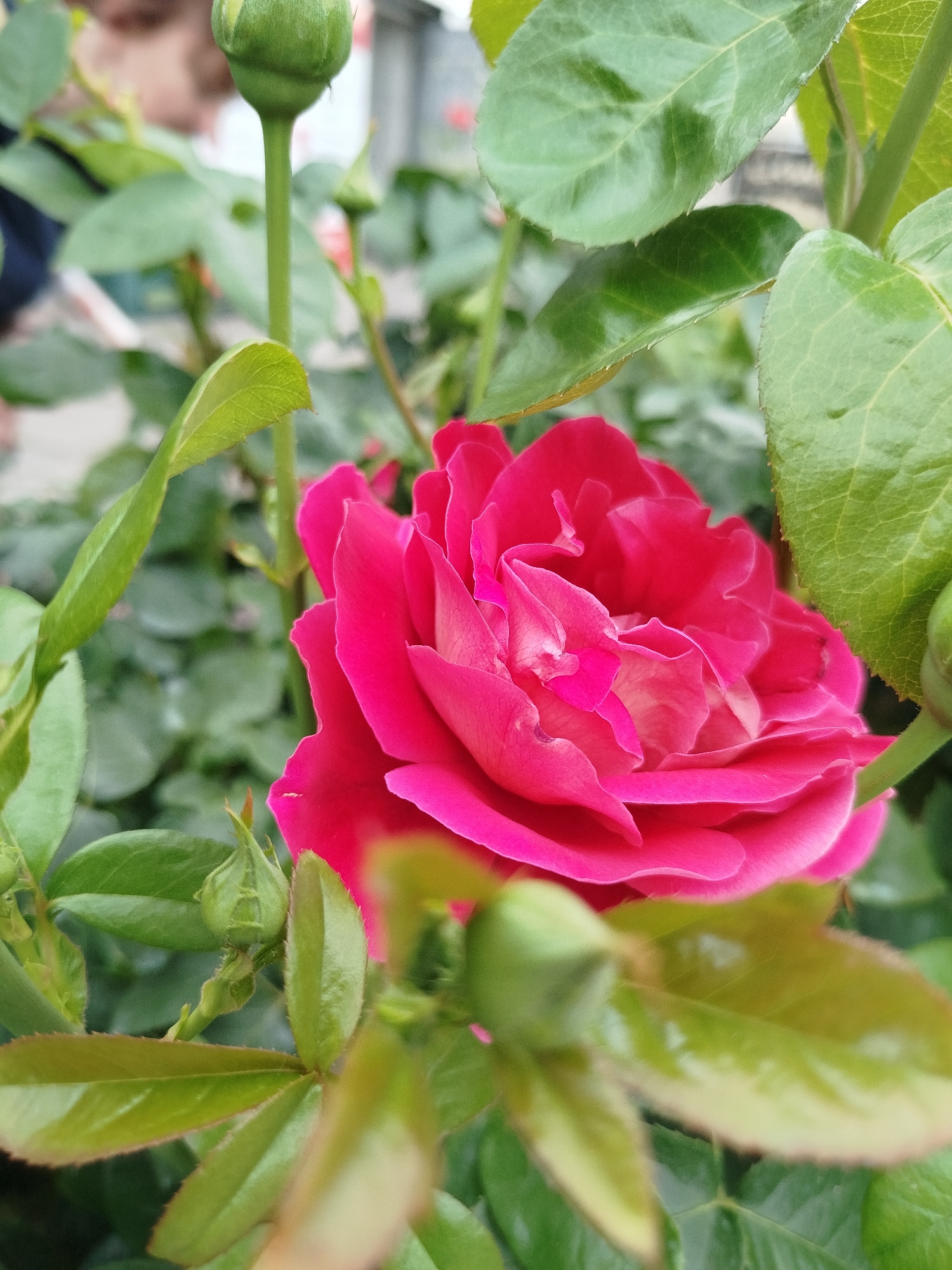 Memory
