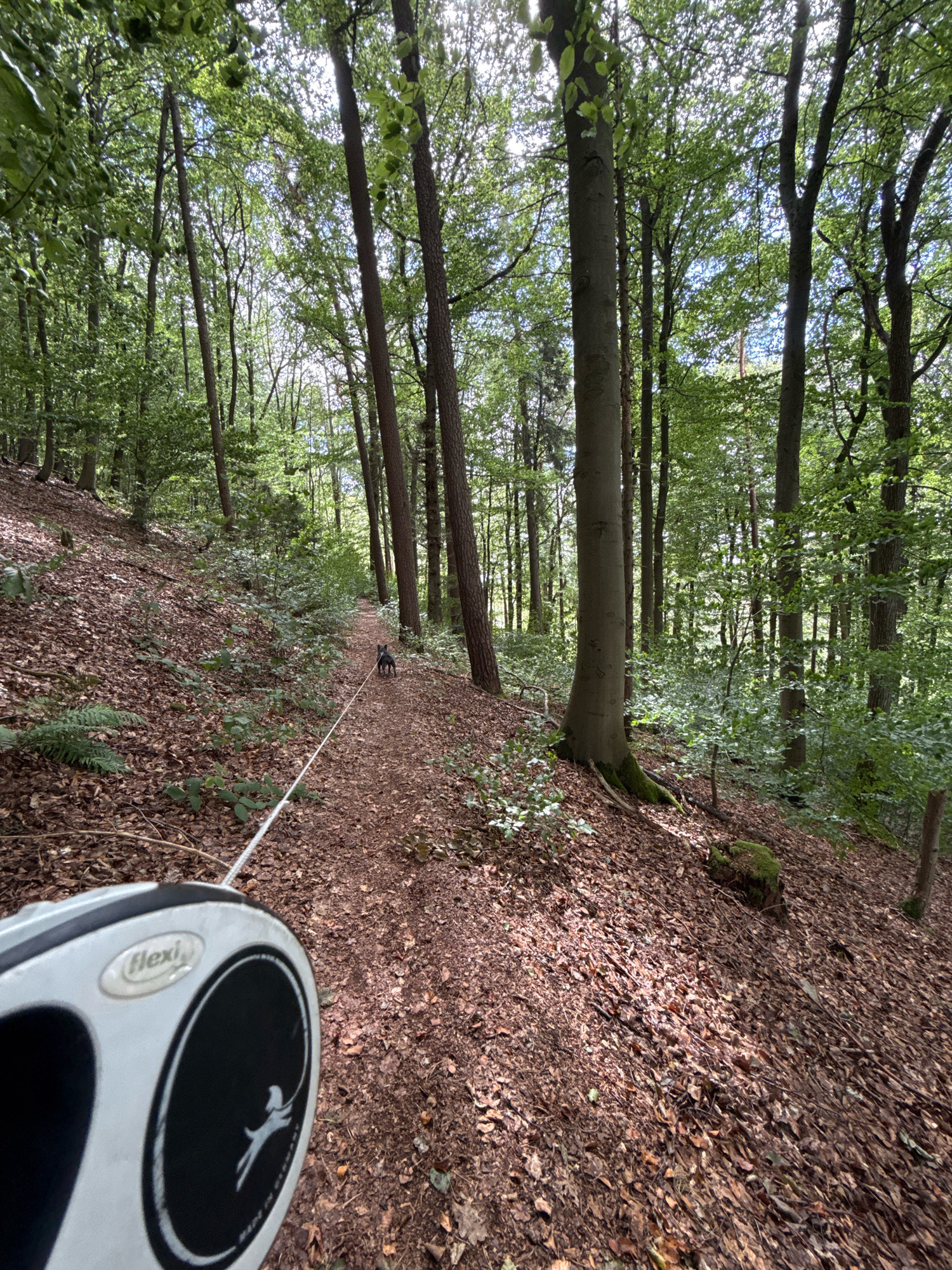 This is a first-person perspective, low-angle, eye-level shot of a wooded trail in the city of Bad Sachsa, Germany. A dark-colored dog, likely a miniature pinscher or similar breed, is visible on the trail ahead, at the center of the frame. The dog is attached to a white retractable leash that extends towards the foreground, where the silver and black handle of the leash is prominently featured in the lower left corner. The handle has the "Flexi" brand name and a silhouette of a running dog.
The trail is made of brown soil and covered with fallen leaves and some small green plants. The path winds uphill and to the right. The surrounding environment is a dense forest with tall trees, their trunks varying in thickness and color. The canopy is lush with green leaves, and sunlight filters through, creating dappled light on the forest floor. The overall impression is that of a tranquil, natural setting, suitable for a walk in the woods.