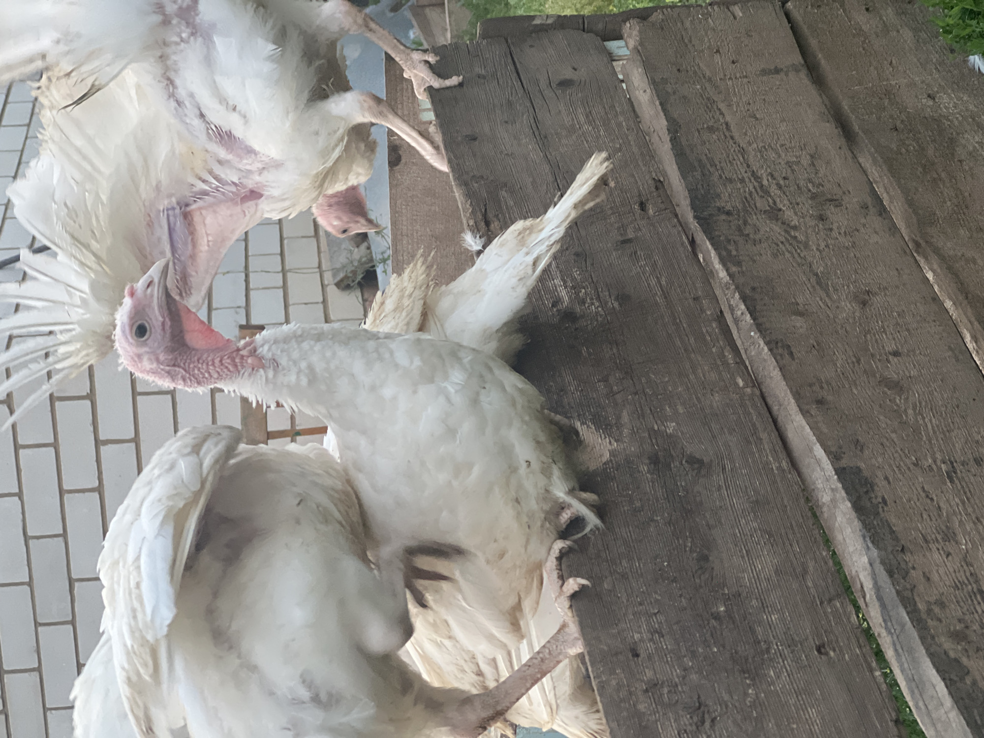 The image shows a group of white turkeys, some of which are partially obscured. The turkeys are in an outdoor setting, with a tiled floor or wall visible in the background on the left. To the right, there are rough wooden planks, suggesting an outdoor enclosure or walkway. The lighting suggests it is daytime, with no specific weather conditions clearly indicated. One turkey's head is prominently featured in the foreground, showing its pinkish wattles and beak. Another turkey is positioned behind it, and parts of at least two other turkeys are visible, indicating a small flock. The turkeys appear to be calm, with no obvious signs of distress. The overall scene is rustic and agricultural. There is no visible text in the image.